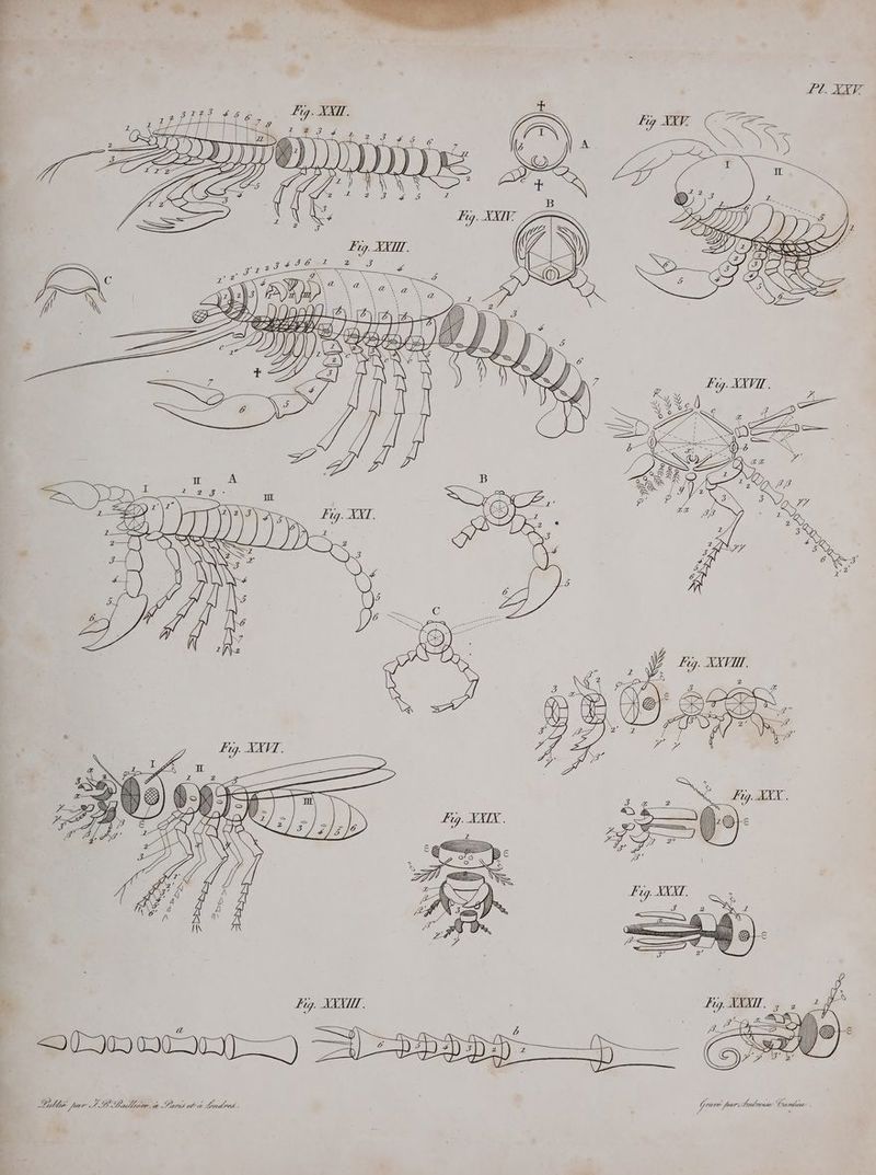 IN or Pe BD ER, EN: © e E PA 7 - BUZZ, Kar AB Badhiererse Part ct 0 Linder. Grave far: Prlyonser Curie .