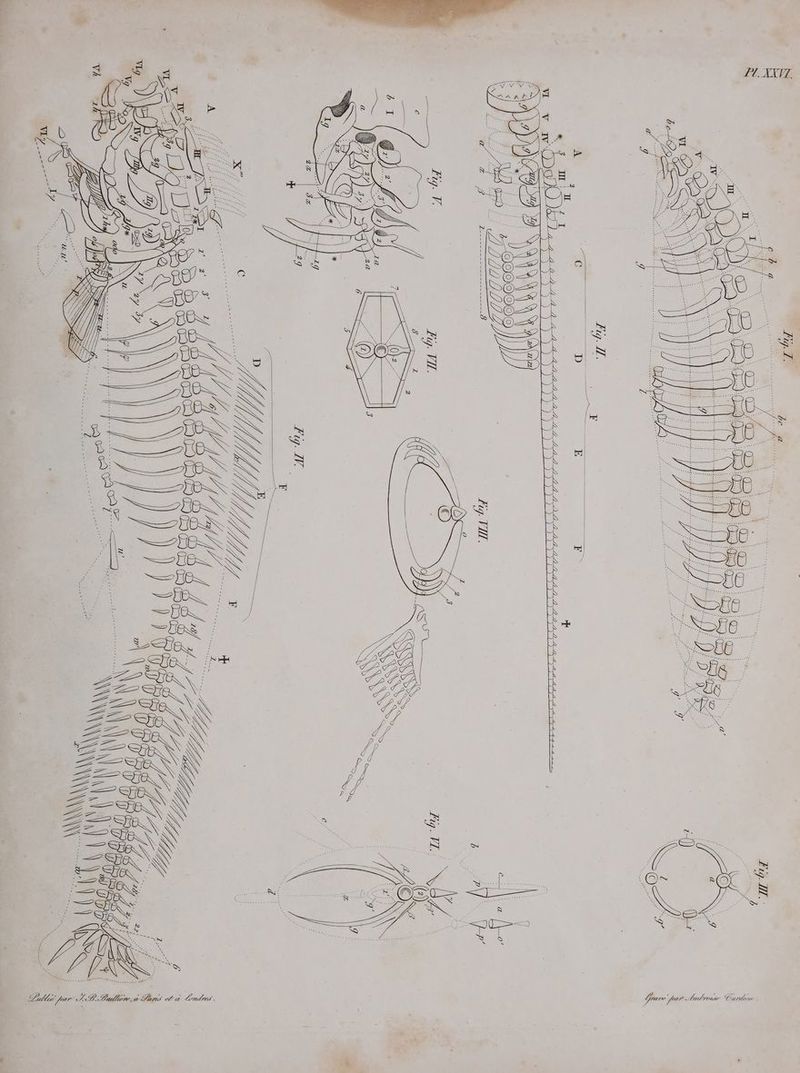 Œ 7 ect Ç Cobli par LD Bailiire,a Dans et a Londns.