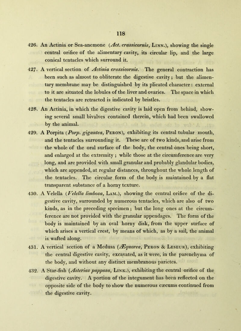 426. An Actinia or Sea-anemone {Act. crassicornis, Linn.), showing the single central orifice of the alimentary cavity, its circular lip, and the large conical tentacles which surround it. 427- A vertical section of Actinia crassicornis. The general contraction has been such as almost to obliterate the digestive cavity; but the alimen- tary membrane may be distinguished by its plicated character: external to it are situated the lobules of the liver and ovaries. The space in which the tentacles are retracted is indicated by bristles. 428. An Actinia, in which the digestive cavity is laid open from behind, show- ing several small bivalves contained therein, which had been swallowed by the animal. 429. A Porpita (Porp. gigantea, Peron), exhibiting its central tubular mouth, and the tentacles surrounding it. These are of two kinds, and arise from the whole of the oral surface of the body, the central ones being short, and enlarged at the extremity ; while those at the circumference are very long, and are provided with small granular and probably glandular bodies, which are appended, at regular distances, throughout the whole length of the tentacles. The circular form of the body is maintained by a flat transparent substance of a horny texture. 430. A Velella (Velella limbosa, Lam.), showing the central orifice of the di- gestive cavity, surrounded by numerous tentacles, which are also of two kinds, as in the preceding specimen; but the long ones at the circum- ference are not provided with the granular appendages. The form of the body is maintained by an oval horny disk, from the upper surface of which arises a vertical crest, by means of which, as by a sail, the animal is wafted along. 431. A vertical section of a Medusa (.AEquorea, Peron & Leseur), exhibiting the central digestive cavity, excavated, as it were, in the parenchyma of the body, and without any distinct membranous parietes. 432. A Star-fish (Asterias papposa, Link.), exhibiting the central orifice of the digestive cavity. A portion of the integument has been reflected on the opposite side of the body to show the numerous caecums continued from the digestive cavity.