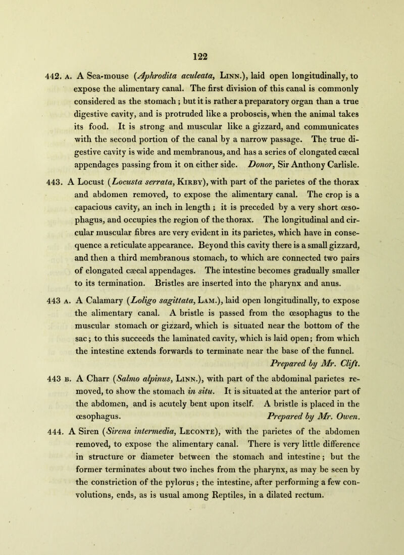 442. a. A Sea-mouse (Aphrodita aculeata, Linn.), laid open longitudinally, to expose the alimentary canal. The first division of this canal is commonly considered as the stomach ; but it is rather a preparatory organ than a true digestive cavity, and is protruded like a proboscis, when the animal takes its food. It is strong and muscular like a gizzard, and communicates with the second portion of the canal by a narrow passage. The true di- gestive cavity is wide and membranous, and has a series of elongated caecal appendages passing from it on either side. Donor, Sir Anthony Carlisle. 443. A Locust (Locusta serrata, Kirby), with part of the parietes of the thorax and abdomen removed, to expose the alimentary canal. The crop is a capacious cavity, an inch in length ; it is preceded by a very short oeso- phagus, and occupies the region of the thorax. The longitudinal and cir- cular muscular fibres are very evident in its parietes, which have in conse- quence a reticulate appearance. Beyond this cavity there is a small gizzard, and then a third membranous stomach, to which are connected two pairs of elongated csecal appendages. The intestine becomes gradually smaller to its termination. Bristles are inserted into the pharynx and anus. 443 a. A Calamary (Loligo sagittata, Lam.), laid open longitudinally, to expose the alimentary canal. A bristle is passed from the oesophagus to the muscular stomach or gizzard, which is situated near the bottom of the sac; to this succeeds the laminated cavity, which is laid open; from which the intestine extends forwards to terminate near the base of the funnel. Prepared by Mr. Clift. 443 b. A Charr (Salmo alpinus, Linn.), with part of the abdominal parietes re- moved, to show the stomach in situ. It is situated at the anterior part of the abdomen, and is acutely bent upon itself. A bristle is placed in the oesophagus. Prepared by Mr. Owen. 444. A Siren (Sirena intermedia, Leconte), with the parietes of the abdomen removed, to expose the alimentary canal. There is very little difference in structure or diameter between the stomach and intestine; but the former terminates about two inches from the pharynx, as may be seen by the constriction of the pylorus ; the intestine, after performing a few con- volutions, ends, as is usual among Reptiles, in a dilated rectum.