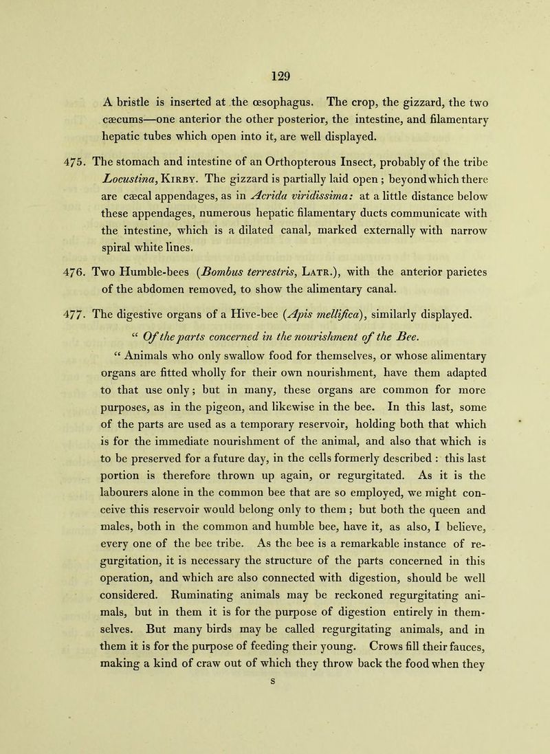 A bristle is inserted at the oesophagus. The crop, the gizzard, the two caecums—one anterior the other posterior, the intestine, and filamentary- hepatic tubes which open into it, are well displayed. 475. The stomach and intestine of an Orthopterous Insect, probably of the tribe Locustina, Kirby. The gizzard is partially laid open ; beyond which there are caecal appendages, as in Acrida viridissima: at a little distance below these appendages, numerous hepatic filamentary ducts communicate with the intestine, which is a dilated canal, marked externally with narrow spiral white lines. 476. Two Humble-bees (Bombus terrestris, Latr.), with the anterior parietes of the abdomen removed, to show the alimentary canal. 477- The digestive organs of a Hive-bee (Apis mellifica), similarly displayed. “ Of the parts concerned in the nourishment of the Bee. “ Animals who only swallow food for themselves, or whose alimentary organs are fitted wholly for their own nourishment, have them adapted to that use only; but in many, these organs are common for more purposes, as in the pigeon, and likewise in the bee. In this last, some of the parts are used as a temporary reservoir, holding both that which is for the immediate nourishment of the animal, and also that which is to be preserved for a future day, in the cells formerly described : this last portion is therefore thrown up again, or regurgitated. As it is the labourers alone in the common bee that are so employed, we might con- ceive this reservoir would belong only to them ; but both the queen and males, both in the common and humble bee, have it, as also, I believe, every one of the bee tribe. As the bee is a remarkable instance of re- gurgitation, it is necessary the structure of the parts concerned in this operation, and which are also connected with digestion, should be well considered. Ruminating animals may be reckoned regurgitating ani- mals, but in them it is for the purpose of digestion entirely in them- selves. But many birds may be called regurgitating animals, and in them it is for the purpose of feeding their young. Crows fill their fauces, making a kind of craw out of which they throw back the food when they s