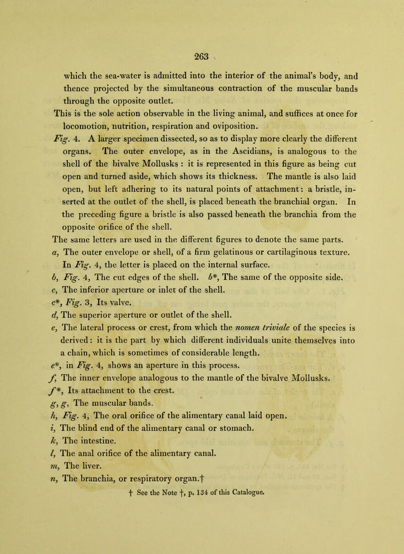 which the sea-water is admitted into the interior of the animal’s body, and thence projected by the simultaneous contraction of the muscular bands through the opposite outlet. This is the sole action observable in the living animal, and suffices at once for locomotion, nutrition, respiration and oviposition. Fig. 4. A larger specimen dissected, so as to display more clearly the different organs. The outer envelope, as in the Ascidians, is analogous to the shell of the bivalve Mollusks : it is represented in this figure as being cut open and turned aside, which shows its thickness. The mantle is also laid open, but left adhering to its natural points of attachment: a bristle, in- serted at the outlet of the shell, is placed beneath the branchial organ. In the preceding figure a bristle is also passed beneath the branchia from the opposite orifice of the shell. The same letters are used in the different figures to denote the same parts. a, The outer envelope or shell, of a firm gelatinous or cartilaginous texture. In Fig. 4, the letter is placed on the internal surface. b, Fig. 4, The cut edges of the shell, b*, The same of the opposite side. c, The inferior aperture or inlet of the shell. c*, Fig. 3, Its valve. d, The superior aperture or outlet of the shell. e, The lateral process or crest, from which the nomen triviale of the species is derived: it is the part by which different individuals unite themselves into a chain, which is sometimes of considerable length. e*, in Fig. 4, shows an aperture in this process. f The inner envelope analogous to the mantle of the bivalve Mollusks. f*, Its attachment to the crest. g, g, The muscular bands. h, Fig. 4, The oral orifice of the alimentary canal laid open. i, The blind end of the alimentary canal or stomach. k, The intestine. l, The anal orifice of the alimentary canal. m, The liver. n, The branchia, or respiratory organ.f f See the Note f, p. 134 of this Catalogue.