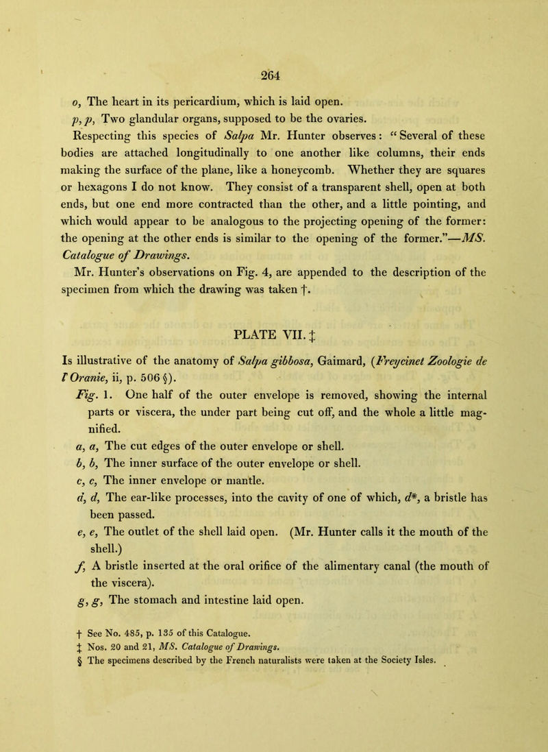 o, The heart in its pericardium, which is laid open. p, p, Two glandular organs, supposed to be the ovaries. Respecting this species of Salpa Mr. Hunter observes: “ Several of these bodies are attached longitudinally to one another like columns, their ends making the surface of the plane, like a honeycomb. Whether they are squares or hexagons I do not know. They consist of a transparent shell, open at both ends, but one end more contracted than the other, and a little pointing, and which would appear to be analogous to the projecting opening of the former: the opening at the other ends is similar to the opening of the former.”—MS. Catalogue of Drawings. Mr. Hunter’s observations on Fig. 4, are appended to the description of the specimen from which the drawing was taken f. PLATE VII. % Is illustrative of the anatomy of Salpa gibbosa, Gaimard, (Freycinet Zoologie de r Oranie, ii, p. 506 §). Fig. 1. One half of the outer envelope is removed, showing the internal parts or viscera, the under part being cut off, and the whole a little mag- nified. a, a, The cut edges of the outer envelope or shell. b, b, The inner surface of the outer envelope or shell. c, c, The inner envelope or mantle. d, d, The ear-like processes, into the cavity of one of which, d*, a bristle has been passed. e, c. The outlet of the shell laid open. (Mr. Hunter calls it the mouth of the shell.) f A bristle inserted at the oral orifice of the alimentary canal (the mouth of the viscera). g, g, The stomach and intestine laid open. •j- See No. 485, p. 135 of this Catalogue. J Nos. 20 and 21, MS. Catalogue of Drawings. § The specimens described by the French naturalists were taken at the Society Isles. \