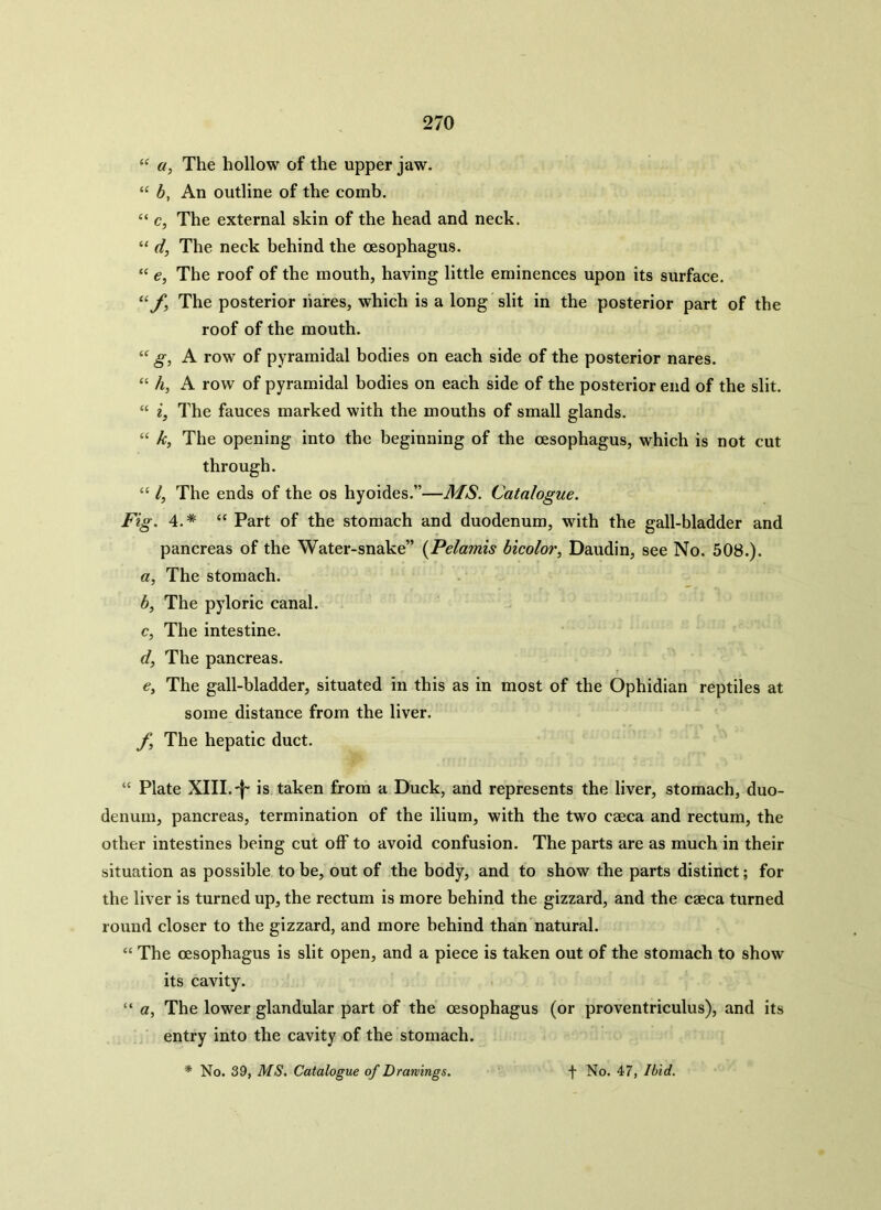 “ a, The hollow of the upper jaw. “ b, An outline of the comb. “ c, The external skin of the head and neck. “ d, The neck behind the oesophagus. “ e, The roof of the mouth, having little eminences upon its surface. “f. The posterior hares, which is a long slit in the posterior part of the roof of the mouth. “ g, A row of pyramidal bodies on each side of the posterior nares. “ h, A row of pyramidal bodies on each side of the posterior end of the slit. “ i, The fauces marked with the mouths of small glands. “ k, The opening into the beginning of the oesophagus, which is not cut through. “ /, The ends of the os hyoides.”—MS. Catalogue. Fig. 4.* “ Part of the stomach and duodenum, with the gall-bladder and pancreas of the Water-snake” (Pelamis bicolor, Daudin, see No. 508.). a, The stomach. b, The pyloric canal. c, The intestine. d, The pancreas. e, The gall-bladder, situated in this as in most of the Ophidian reptiles at some distance from the liver. f, The hepatic duct. “ Plate XIII.'j- is taken from a Duck, and represents the liver, stomach, duo- denum, pancreas, termination of the ilium, with the two caeca and rectum, the other intestines being cut off to avoid confusion. The parts are as much in their situation as possible to be, out of the body, and to show the parts distinct; for the liver is turned up, the rectum is more behind the gizzard, and the caeca turned round closer to the gizzard, and more behind than natural. “ The oesophagus is slit open, and a piece is taken out of the stomach to show its cavity. “ a, The lower glandular part of the oesophagus (or proventriculus), and its entry into the cavity of the stomach.