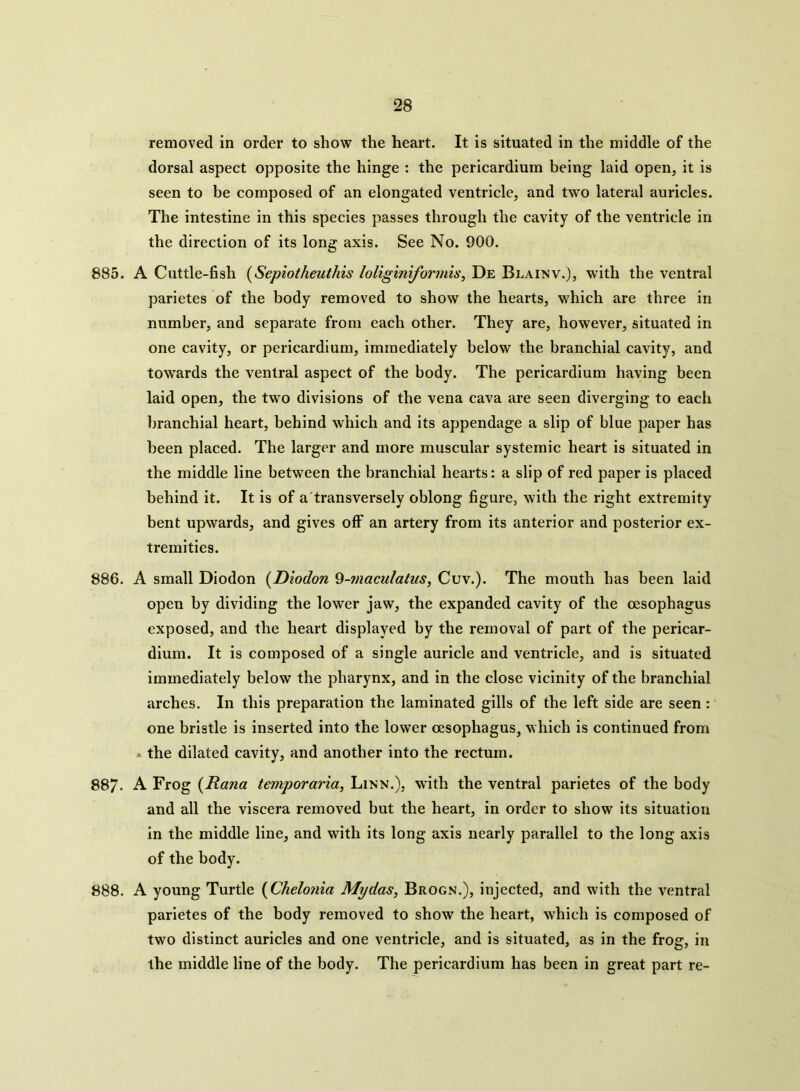removed in order to show the heart. It is situated in the middle of the dorsal aspect opposite the hinge : the pericardium being laid open, it is seen to be composed of an elongated ventricle, and two lateral auricles. The intestine in this species passes through the cavity of the ventricle in the direction of its long axis. See No. 900. 885. A Cuttle-fish (Sepiotheuthis loliginiformis, De Blainv.), with the ventral parietes of the body removed to show the hearts, which are three in number, and separate from each other. They are, however, situated in one cavity, or pericardium, immediately below the branchial cavity, and towards the ventral aspect of the body. The pericardium having been laid open, the two divisions of the vena cava are seen diverging to each branchial heart, behind which and its appendage a slip of blue paper has been placed. The larger and more muscular systemic heart is situated in the middle line between the branchial hearts: a slip of red paper is placed behind it. It is of a transversely oblong figure, with the right extremity bent upwards, and gives off an artery from its anterior and posterior ex- tremities. 886. A small Diodon (Diodon ^-maculatus, Cuv.). The mouth has been laid open by dividing the lower jaw, the expanded cavity of the oesophagus exposed, and the heart displayed by the removal of part of the pericar- dium. It is composed of a single auricle and ventricle, and is situated immediately below the pharynx, and in the close vicinity of the branchial arches. In this preparation the laminated gills of the left side are seen : one bristle is inserted into the lower oesophagus, which is continued from . the dilated cavity, and another into the rectum. 887- A Frog (Rana temporaria, Linn.), with the ventral parietes of the body and all the viscera removed but the heart, in order to show its situation in the middle line, and with its long axis nearly parallel to the long axis of the body. 888. A young Turtle (Chelonia My das, Brogn.), injected, and with the ventral parietes of the body removed to show the heart, which is composed of two distinct auricles and one ventricle, and is situated, as in the frog, in the middle line of the body. The pericardium has been in great part re-