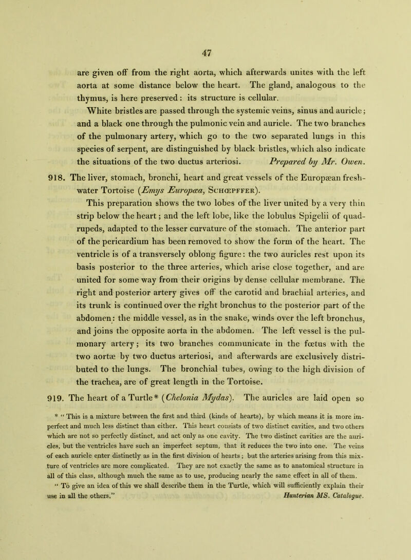 are given off from the right aorta, which afterwards unites with the left aorta at some distance below the heart. The gland, analogous to the thymus, is here preserved: its structure is cellular. White bristles are passed through the systemic veins, sinus and auricle; and a black one through the pulmonic vein and auricle. The two branches of the pulmonary artery, which go to the two separated lungs in this species of serpent, are distinguished by black bristles, which also indicate the situations of the two ductus arteriosi. Prepared by Mr. Owen. 918. The liver, stomach, bronchi, heart and great vessels of the Europaean fresh- water Tortoise (Emys Europcea, Schcepffer). This preparation shows the two lobes of the liver united by a very thin strip below the heart; and the left lobe, like the lobulus Spigelii of quad- rupeds, adapted to the lesser curvature of the stomach. The anterior part of the pericardium has been removed to show the form of the heart. The ventricle is of a transversely oblong figure: the two auricles rest upon its basis posterior to the three arteries, which arise close together, and are united for some way from their origins by dense cellular membrane. The right and posterior artery gives off the carotid and brachial arteries, and its trunk is continued over the right bronchus to the posterior part of the abdomen: the middle vessel, as in the snake, winds over the left bronchus, and joins the opposite aorta in the abdomen. The left vessel is the pul- monary artery; its two branches communicate in the foetus with the two aortae by two ductus arteriosi, and afterwards are exclusively distri- buted to the lungs. The bronchial tubes, owing to the high division of the trachea, are of great length in the Tortoise. 919. The heart of a Turtle* (Clxelonia Mydas). The auricles are laid open so * “ This is a mixture between the first and thud (kinds of hearts), by which means it is more im- perfect and much less distinct than either. This heart consists of two distinct cavities, and two others which are not so perfectly distinct, and act only as one cavity. The two distinct cavities are the auri- cles, hut the ventricles have such an imperfect septum, that it reduces the two into one. The veins of each auricle enter distinctly as in the first division of hearts ; but the arteries arising from this mix- ture of ventricles are more complicated. They are not exactly the same as to anatomical structure in all of this class, although much the same as to use, producing nearly the same effect in all of them. “ To give an idea of this we shall describe them in the Turtle, which will sufficiently explain their use in all the others.” Hunterian MS. Catalogue.
