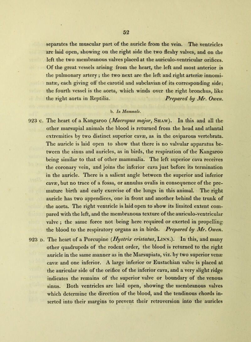 separates the muscular part of the auricle from the vein. The ventricles are laid open, showing on the right side the two fleshy valves, and on the left the two membranous valves placed at the auriculo-ventricular orifices. Of the great vessels arising from the heart, the left and most anterior is the pulmonary artery ; the two next are the left and right arteriae innomi- natae, each giving off the carotid and subclavian of its corresponding side; the fourth vessel is the aorta, which winds over the right bronchus, like the right aorta in Reptilia. Prepared by Mr. Owen. b. In Mammals. 923 c. The heart of a Kangaroo (Macropus major, Shaw). In this and all the other marsupial animals the blood is returned from the head and atlantal extremities by two distinct superior cavae, as in the oviparous vertebrata. The auricle is laid open to show that there is no valvular apparatus be- tween the sinus and auricles, as in birds, the respiration of the Kangaroo being similar to that of other mammalia. The left superior cava receives the coronary vein, and joins the inferior cava just before its termination in the auricle. There is a salient angle between the superior and inferior cavae, but no trace of a fossa, or annulus ovalis in consequence of the pre- mature birth and early exercise of the lungs in this animal. The right auricle has two appendices, one in front and another behind the trunk of the aorta. The right ventricle is laid open to show its limited extent com- pared with the left, and the membranous texture of the auriculo-ventricular valve ; the same force not being here required or exerted in propelling the blood to the respiratory organs as in birds. Prepared by Mr. Owen. 923 d. The heart of a Porcupine (Hystrir cristatus, Linn.). In this, and many other quadrupeds of the rodent order, the blood is returned to the right auricle in the same manner as in the Marsupiata, viz. by two superior venae cavae and one inferior. A large inferior or Eustachian valve is placed at the auricular side of the orifice of the inferior cava, and a very slight ridge indicates the remains of the superior valve or boundary of the venous sinus. Both ventricles are laid open, showing the membranous valves which determine the direction of the blood, and the tendinous chords in- serted into their margins to prevent their retroversion into the auricles