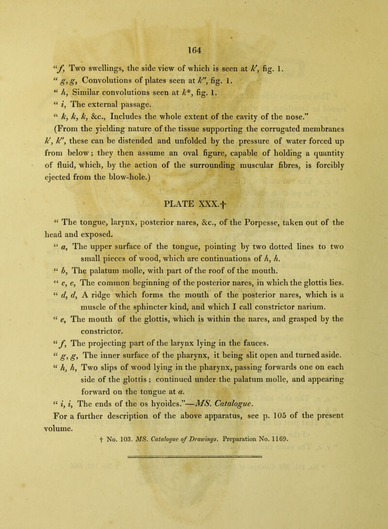 “f, Two swellings, the side view of which is seen at A', fig. 1. “ g,g, Convolutions of plates seen at A, fig. 1. “ h, Similar convolutions seen at A*, fig. 1. “ i, The external passage. “ k, k, k, &c., Includes the whole extent of the cavity of the nose.” (From the yielding nature of the tissue supporting the corrugated membranes A', k, these can be distended and unfolded by the pressure of water forced up from below; they then assume an oval figure, capable of holding a quantity of fluid, which, by the action of the surrounding muscular fibres, is forcibly ejected from the blow-hole.) PLATE XXX.f “ The tongue, larynx, posterior nares, &c., of the Porpesse, taken out of the head and exposed. “ a, The upper surface of the tongue, pointing by two dotted lines to two small pieces of wood, which are continuations of h, h. “ b, The palatum molle, with part of the roof of the mouth. “ c, c, The common beginning of the posterior nares, in which the glottis lies. “ d, d, A ridge which forms the mouth of the posterior nares, which is a muscle of the sphincter kind, and which I call constrictor narium. “ e, The mouth of the glottis, which is within the nares, and grasped by the constrictor. “ f, The projecting part of the larynx lying in the fauces. “ gi g> The inner surface of the pharynx, it being slit open and turned aside. “ A, h, Two slips of wood lying in the pharynx, passing forwards one on each side of the glottis ; continued under the palatum molle, and appearing forward on the tongue at a. “ i, i, The ends of the os hyoides.”—MS. Catalogue. For a further description of the above apparatus, see p. 105 of the present volume. t No. 103. MS. Catalogue of Drawings. Preparation No. 1169.