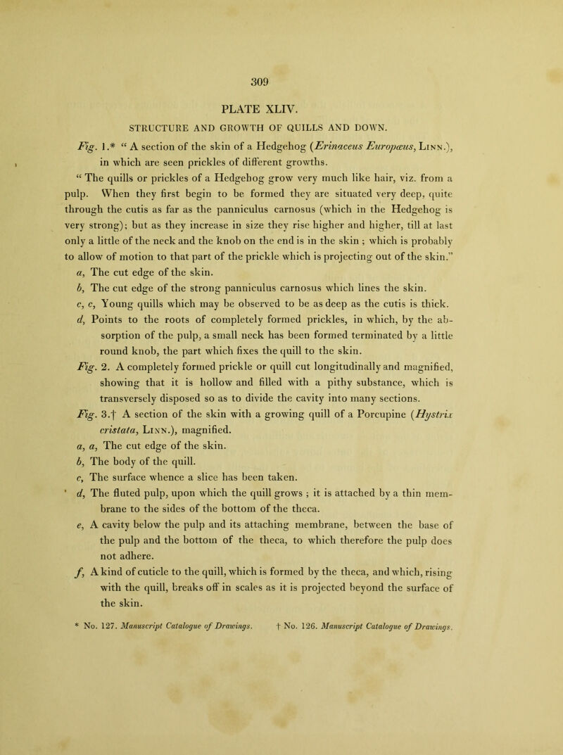 PLATE XLIV. STRUCTURE AND GROWTH OF QUILLS AND DOWN. Fig. J ‘‘A section of the skin of a Hedgehog {Erinaceus Europcuus, Linn.), in which are seen prickles of did'erent growths. “ The quills or prickles of a Hedgehog grow very much like hair, viz. from a pulp. When they first begin to be formed they are situated very deep, quite through the cutis as far as the panniculus carnosus (which in the Hedgehog is very strong); but as they increase in size they rise higher and higher, till at last only a little of the neck and the knob on the end is in the skin ; which is probably to allow of motion to that part of the prickle which is projecting out of the skin.” a, The cut edge of the skin. b, The cut edge of the strong panniculus carnosus which lines the skin. c, c, Young quills which may be observed to be as deep as the cutis is thick. d, Points to the roots of completely formed prickles, in which, by the ab- sorption of the pulp, a small neck has been formed terminated by a little round knob, the part which fixes the quill to the skin. Fig. 2. A completely formed prickle or quill cut longitudinally and magnified, showing that it is hollow and filled with a pithy substance, which is transversely disposed so as to divide the cavity into many sections. Fig. 3.f A section of the skin with a growing quill of a Porcupine {Hystrix cristata, Linn.), magnified. a, a, The cut edge of the skin. b, The body of the quill. c, The surface whence a slice has been taken. ‘ d. The fluted pulp, upon which the quill grows ; it is attached by a thin mem- brane to the sides of the bottom of the theca. e, A cavity below the pulp and its attaching membrane, between the base of the pulp and the bottom of the theca, to which therefore the pulp does not adhere. f, A kind of cuticle to the quill, which is formed by the theca, and which, rising with the quill, breaks off in scales as it is projected beyond the surface of the skin. * No. 127. Manuscript Catalogue of Drawings. f No. 126. Manuscript Catalogue of Drawings.