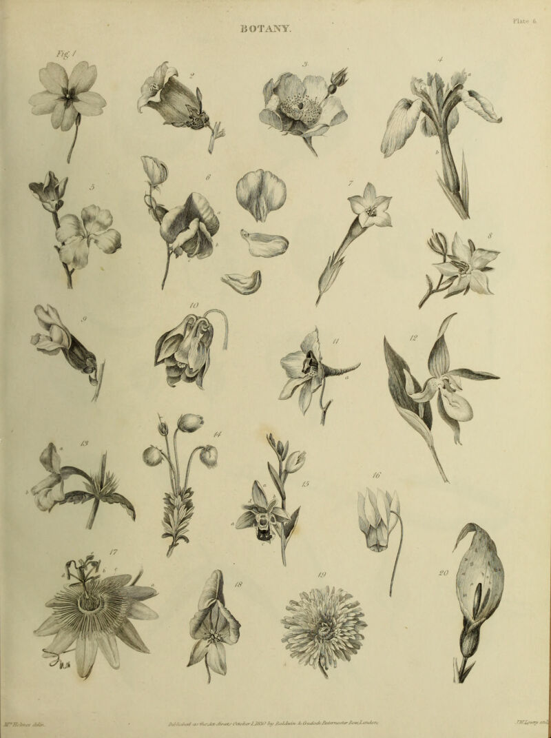 Plate iV