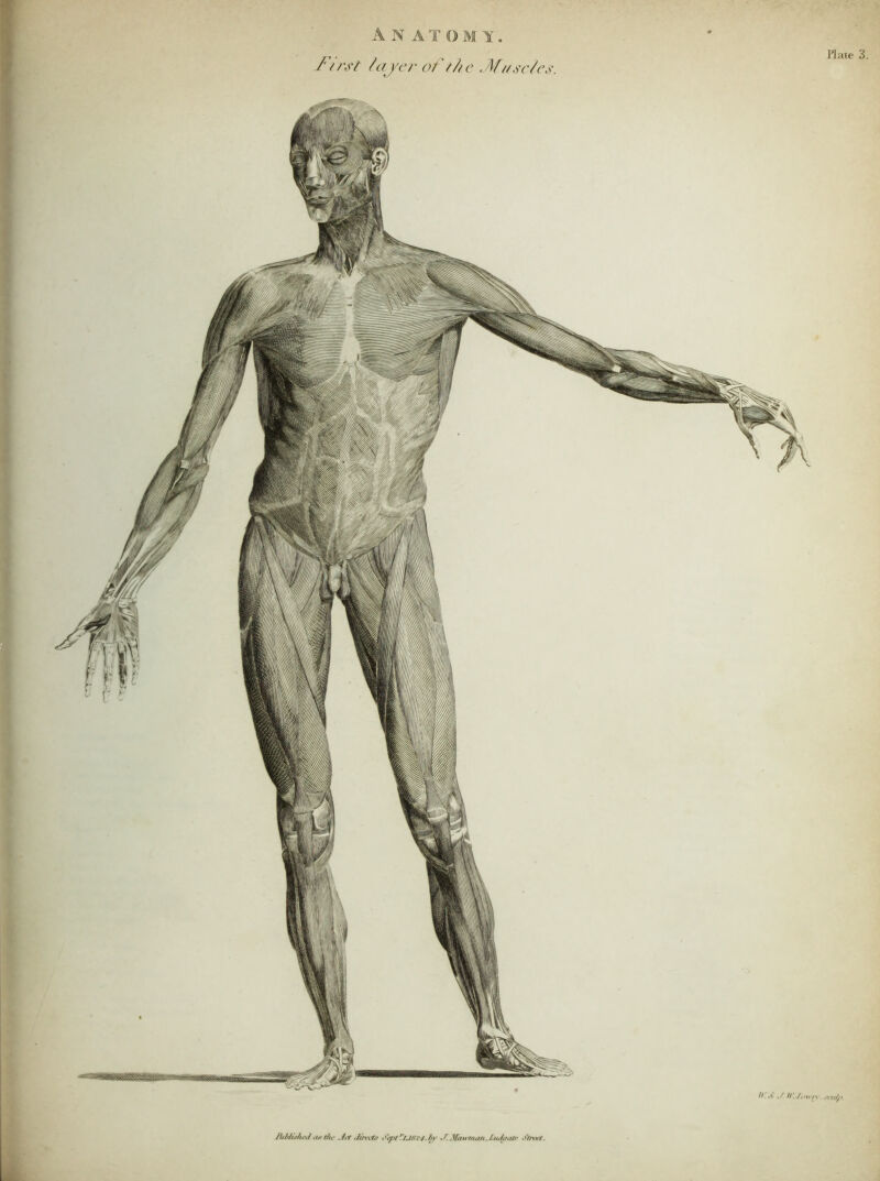 Plate 3. < y f * I A N ATOMY. /'■.'T /(fj'cr of t/i c . Musc/cs. //. fl' • / //! /cttyi- Jiib/i^heJ(liftbi- .lit Stpt^2J8'.i4.bv <KMan'nia/i,IuJou/p i‘fcn:ir?.