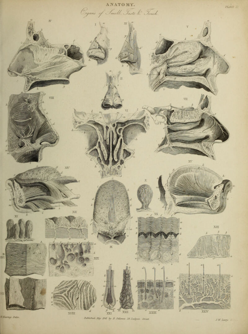 mm v''''4a'^'- x\m ■V Kearney. DeUn. lubUshat.. May 1841 by £. FeUawes. 39.f.udgabs Street J. TK ZoM’n ‘fy<m.j ANATOMY. f r //. tL/W: