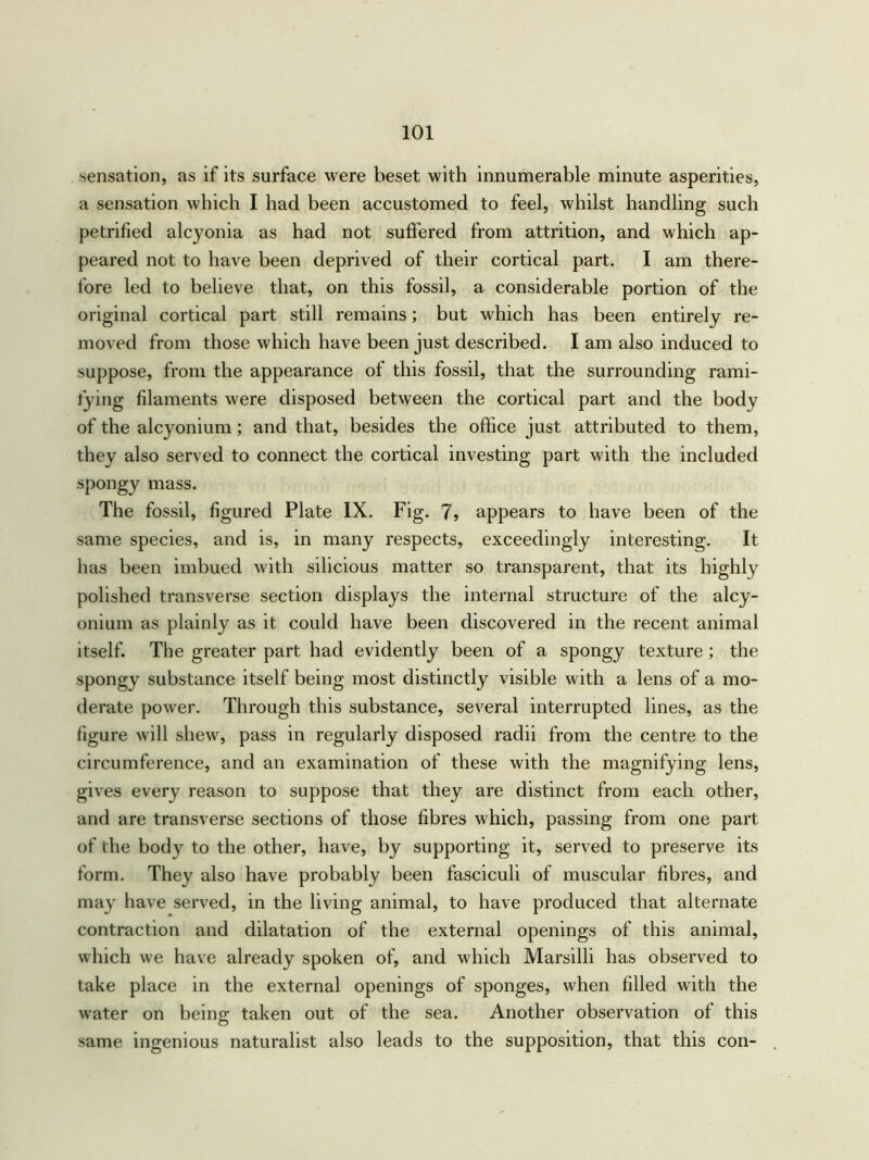 sensation, as if its surface were beset with innumerable minute asperities, a sensation which I had been accustomed to feel, whilst handling such petrified alcyonia as had not suffered from attrition, and which ap- peared not to have been deprived of their cortical part. I am there- fore led to believe that, on this fossil, a considerable portion of the original cortical part still remains; but which has been entirely re- moved from those which have been just described. I am also induced to suppose, from the appearance of this fossil, that the surrounding rami- tying filaments were disposed between the cortical part and the body of the alcyonium; and that, besides the office just attributed to them, they also served to connect the cortical investing part with the included spongy mass. The fossil, figured Plate IX. Fig. 7, appears to have been of the same species, and is, in many respects, exceedingly interesting. It has been imbued with silicious matter so transparent, that its highly polished transverse section displays the internal structure of the alcy- onium as plainly as it could have been discovered in the recent animal itself. The greater part had evidently been of a spongy texture ; the spongy substance itself being most distinctly visible with a lens of a mo- derate power. Through this substance, several interrupted lines, as the figure will shew, pass in regularly disposed radii from the centre to the circumference, and an examination of these with the magnifying lens, gives every reason to suppose that they are distinct from each other, and are transverse sections of those fibres which, passing from one part of the body to the other, have, by supporting it, served to preserve its form. They also have probably been fasciculi of muscular fibres, and may have served, in the living animal, to have produced that alternate contraction and dilatation of the external openings of this animal, which we have already spoken of, and which Marsilli has observed to take place in the external openings of sponges, when filled with the water on being taken out of the sea. Another observation of this same ingenious naturalist also leads to the supposition, that this con-