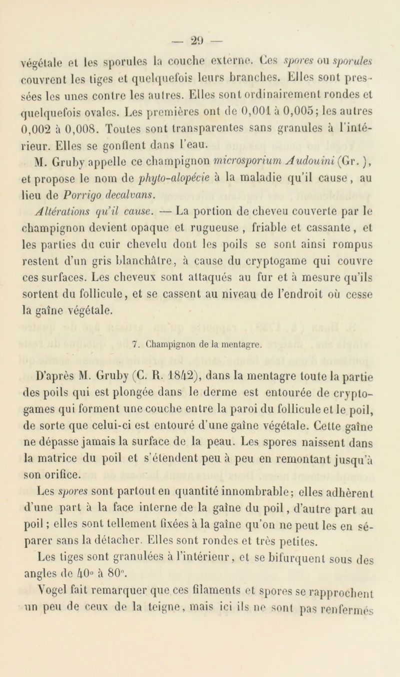 — *29 végétale et les sporules la couche externe. Ces ^jores ou sporules couvrent les liges et quelquerois leurs branches. Elles sont pres- sées les unes contre les au 1res. Elles sont ordinairement rondes et quelquefois ovales. Ees premières ont de 0,001 à 0,005; les autres 0,002 à 0,008. Toutes sont transparentes sans granules à l’inté- rieur. Elles se gonflent dans l’eau. M. Gruby appelle ce champignon microsporium Audouini (Gr. ), et propose le nom de phyto-alopécie à la maladie qu’il cause, au lieu de Porrigo decalvans. Altérations gu il cause. — La portion de cheveu couverte par le champignon devient opaque et rugueuse , friable et cassante, et les parties du cuir chevelu dont les poils se sont ainsi rompus restent d’un gris hlanchâtre, à cause du cryptogame qui couvre ces surfaces. Les cheveux sont attaqués au fur et à mesure qu’ils sortent du follicule, et se cassent au niveau de l’endroit où cesse la gaine végétale. 7. Champignon de la inentagre. D’après M. Gruby (G. R. 18/t2), dans la mentagre toute la partie des poils qui est plongée dans le derme est entourée de crypto- games qui forment une couche entre la paroi du follicule et le poil, de sorte que celui-ci est entouré d’une gaine végétale. Cette gaine ne dépasse jamais la surface de la peau. Les spores naissent dans la matrice du poil et s’étendent peu à peu en remontant jusqu’à son orifice. Les spores sont partout en quantité innombrable; elles adhèrent d’une part à la face interne de la gaine du poil, d’autre part au poil ; elles sont tellement fixées à la gaine qu’on ne peut les en sé- parer sans la délacher. Elles sont rondes et très petites. Les liges sont granulées à l’intérieur, et se bifurquent sous des angles de liO° à 80. Yogel fait remarquer que ces filaments et spores se rapprochent un peu de ceux de la teigne, mais ici ils ne sont pas renfermés