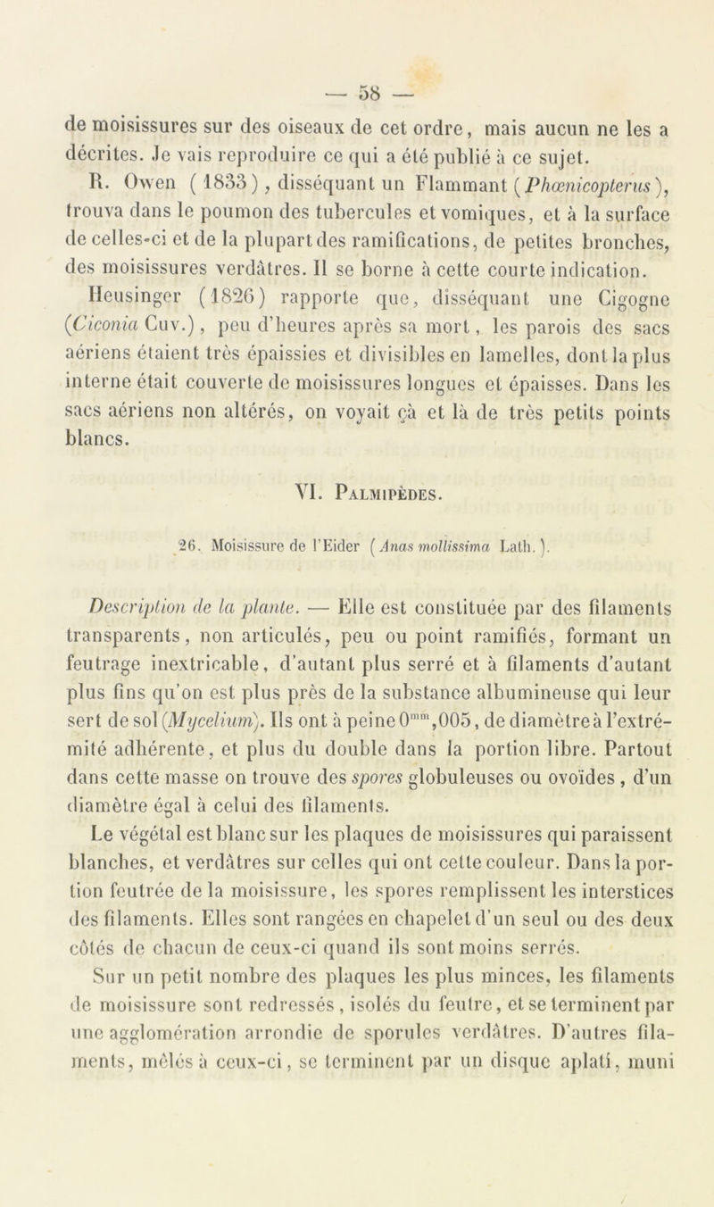 de moisissures sur des oiseaux de cet ordre, mais aucun ne les a décrites. Je vais reproduire ce qui a été publié à ce sujet. R. Owen ( 1833), disséquant un [Phœnicopterus), trouva dans le poumon des tubercules et vomiques, et à la surface de celles-ci et de la plupart des ramifications, de petites bronches, des moisissures verdâtres. Il se borne à cette courte indication. Ileusinger (1826) rapporte que, disséquant une Cigogne (Ciconia Guv.), pou d’heures après sa mort, les parois des sacs aériens étaient très épaissies et divisibles en lamelles, dont la plus interne était couverte de moisissures longues et épaisses. Bans les sacs aériens non altérés, on voyait çà et là de très petits points blancs. VI. Palmipèdes. 26. Moisissure de l’Eider (^Ànas molUsi^ma Lath.]. Description de la plante. — Elle est constituée par des filaments transparents, non articulés, peu ou point ramifiés, formant un feutrage inextricable, d’autant plus serré et à filaments d’autant plus fins qu’on est plus près de la substance albumineuse qui leur sert de sol {Mycélium). Ils ont à peine 0,005, de diamètre à l’extré- mité adhérente , et plus du double dans la portion libre. Partout dans cette masse on trouve des spores globuleuses ou ovoïdes , d’un diamètre égal à celui des filaments. Le végétal est blanc sur les plaques de moisissures qui paraissent blanches, et verdâtres sur celles qui ont celte couleur. Dans la por- tion feutrée de la moisissure, les spores remplissent les interstices des filaments. Elles sont rangées en chapelet d’un seul ou des deux côtés de chacun de ceux-ci quand ils sont moins serrés. Sur un petit nombre des plaques les plus minces, les filaments de moisissure sont redressés, isolés du feutre, et se terminent par une agglomération arrondie de sporules verdâtres. D’autres fila- ments, mêlés à ceux-ci, se terminent ])ar un disque a])lati, muni