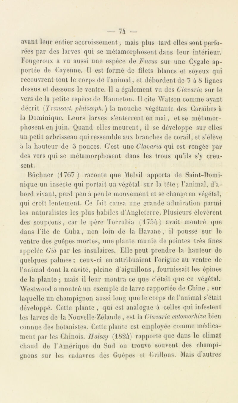 7/| avant leur entier accroissement ; mais plus lard elles sont perfo- rées par des larves qui se métamorphosent dans leur intérieur. Fougeroux a vu aussi une espèce de Fucus sur une Cygale ap- portée de Cayenne. Il est formé de filets blancs et soyeux qui recouvrent tout le corps de ranimai, et débordent de 7 à 8 lignes dessus et dessous le ventre. Il a également vu des Clavaria sur le vers de la petite espèce de Hanneton. Il cite Walson comme ayant décrit {Transact. p/iilosoph.) mouche végétante des Caraïbes à la Dominique. Leurs larves s’enterrent en mai, et se métamor- phosent en juin. Quand elles meurent, il se développe sur elles un petit arbrisseau qui ressemble aux branches de corail, et s’élève à la hauteur de 3 pouces. C’est une Clavaria qui est rongée par des vers qui se métamorphosent dans les trous qu’ils s’y creu- sent. Buchner (1767 ) raconte que Melvil apporta de Saint-Domi- nique un insecte qui portait un végétal sur la tête ; l’animal, d’a- bord vivant, perd peu à peu le mouvement et se change en végétal, qui croît lentement. Ce fait causa une grande admiration parmi les naturalistes les plus habiles d’Angleterre. Plusieurs élevèrent des soupçons, car le père Torrubia (175/|) avait montré que dans file de Cuba, non loin de la Havane, il pousse sur le ventre des guêpes mortes, une plante munie de pointes très fines appelée Già par les insulaires. Elle peut prendre la hauteur de quelques palmes ; ceux-ci en attribuaient l’origine au ventre de l’animal dont la cavité, pleine d’aiguillons, fournissait les épines de la plante ; mais il leur montra ce que c’était que ce végétal. Westvvood a montré un exemple de larve rapportée de Chine , sur laquelle un champignon aussi long que le corps de l’animal s’était développé. Cette plante , qui est analogue à celles qui infestent les larves de la Nouvelle-Zélande , est la Clavaria entomorhiza bien connue des botanistes. Cette plante est employée comme médica- ment par les Chinois. Ilalsey (182/i) rapporte que dans le climat chaud de l’Amérique du Sud on trouve souvent des champi- gnons sur les cadavres des Guêpes et Grillons. Mais d’autres