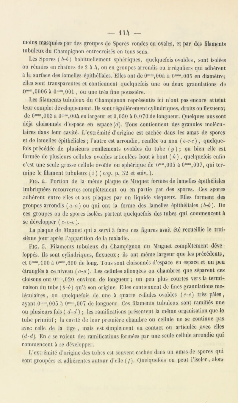 — 114 — moins masquées par des groupes de Spores rondes ou ovales, et par des fdaments tubuleux du Champignon entrecroisés en tous sens. Les Spores ( ) habituellement sphériques, quelquefois ovoïdes, sont isolées ou réunies en chaînes de 2 à /^, ou en groupes arrondis ou irréguliers qui adhèrent à la surface des lamelles épithéliales. Elles ont de Ü''«,0Ü^ à 0'',005 en diamètre; elles sont transparentes et contiennent quelquefois une ou deux granulations de 0'\0006 à O'*,001 , ou une très fine poussière. Les filaments tubuleux du Champignon représentés ici n’ont pas encore atteint leur complet développement. Ils sont régulièrement cylindriques, droits ou flexueux; de 0’',003 à ()“•,004 en largeur et 0,050 à 0,070 de longueur. Quelques uns sont déjà cloisonnés d’espace en espace (J). Tous contiennent des granules molécu- laires dans leur cavité. L’extrémité d’origine est cachée dans les amas de spores et de lamelles épithéliales ; l’autre est arrondie, renflée ou non {e-e-e), quelque- fois précédée de plusieurs renflements ovoïdes du tube {g); ou bien elle est formée de plusieurs cellules ovoïdes articulées bout à bout ( 4) » quelquefois enfin c’est une seule grosse cellule ovoïde ou sphérique de 0““,005 à 0‘’,007, qui ter- mine le filament tubuleux (z ) {vog. p. 32 et suiv. ). Fig. 4. Portion de la même plaque de Muquet formée de lamelles épithéliales imbriquées recouvertes complètement ou en partie par des spores. Ces spores adhèrent entre elles et aux plaques par un liquide visqueux. Elles forment des groupes arrondis (a-a) ou qui ont la forme des lamelles épithéliales (b-b). De ces groupes ou de spores isolées partent quelquefois des tubes qui commencent à se développer ( c-c-c ). La plaque de Muguet qui a servi à faire ces figures avait été recueillie le troi- sième jour après l’apparition de la maladie. Fig. 5. Filaments tubuleux du Champignon du Muguet complètement déve loppés. Ils sont cylindriques, flexueux ; ils ont même largeur que les précédents, et ü’’,100 à 0*',600 de long. Tous sont cloisonnés d’espace en espace et un peu étranglés à ce niveau {a-a). Les cellules allongées ou chambres que séparent ces cloisons ont 0™\020 environ de longueur; un peu plus courtes vers la termi- naison du tube [b-b) qu’à son origine. Elles contiennent de fines granulations mo- léculaires , ou quelquefois de une à quatre cellules ovoïdes {c-c) très pâles, ayant ü™\005 à 0”,ü07 de longueur. Ces filaments tubuleux sont ramifiés une ou plusieurs fois ( d-cl) ; les ramifications présentent la même organisation que le tube primitif; la cavité de leur première chambre ou cellule ne se continue pas avec celle de la tige , mais est simplement en contact ou articulée avec elles {(l-d). En e se voient des ramifications formées par une seule cellule arrondie qui commencent à se développer. L’extrémité d’origine des tubes est souvent cachée dans un amas de spores qui sont groupées et adhérentes autour d’elle (/). Quelquefois on peut l’isoler, alors