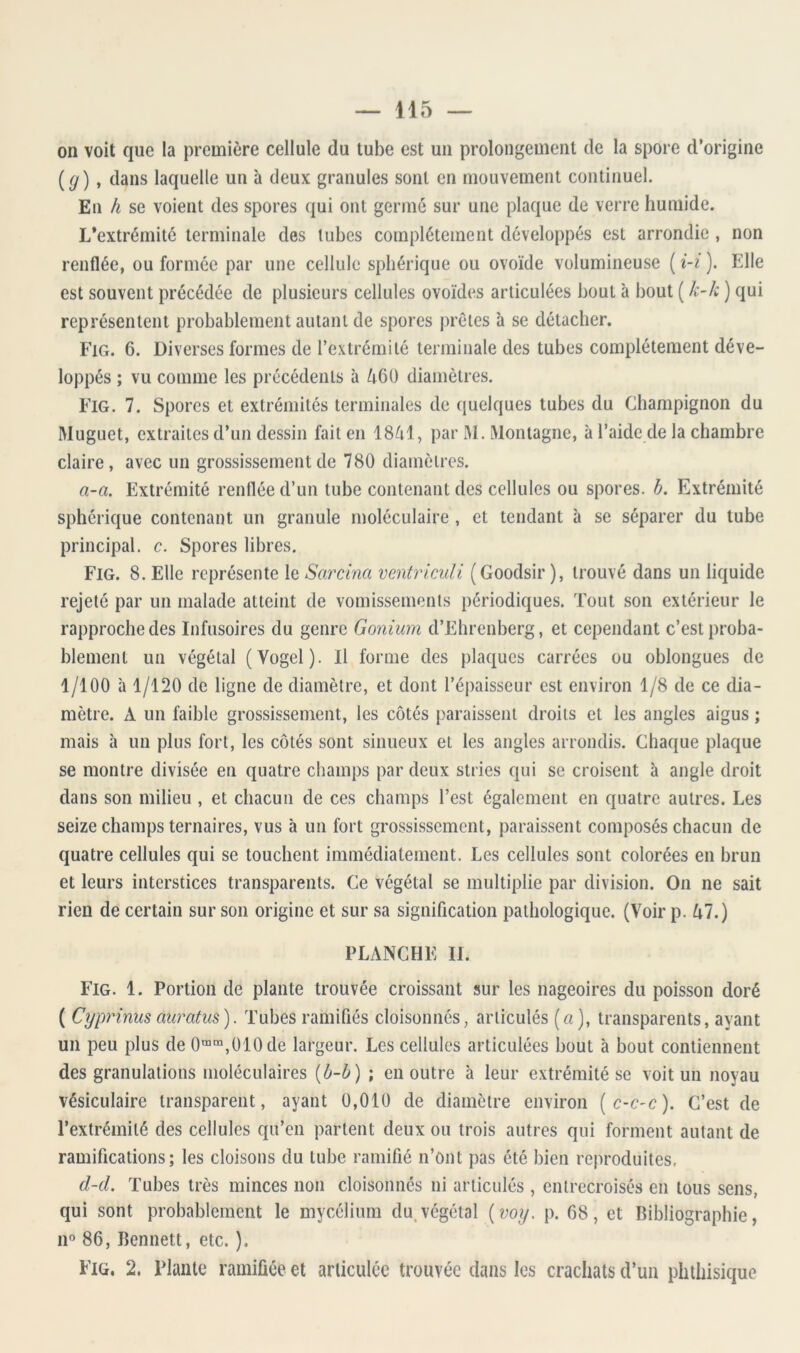 115 on voit que la première cellule du tube est un prolongement de la spore d’origine {(j) t dans laquelle un à deux granules sont en mouvement continuel. En h se voient des spores qui ont germé sur une plaque de verre humide. L’extrémité terminale des tubes complètement développés est arrondie, non renflée, ou formée par une cellule sphérique ou ovoïde volumineuse ( i-i ). Elle est souvent précédée de plusieurs cellules ovoïdes articulées bout à bout ( k-k ) qui représentent probablement autant de spores prêtes à se détacher. Fig. 6. Diverses formes de l’extrémité terminale des tubes complètement déve- loppés ; vu comme les précédents à 460 diamètres. Fig. 7. Spores et extrémités terminales de (juclques tubes du Champignon du Muguet, extraites d’un dessin fait en 1841, par M. Montagne, à l’aide de la chambre claire, avec un grossissement de 780 diamètres. a-a. Extrémité renflée d’un tube contenant des cellules ou spores, b. Extrémité sphérique contenant un granule moléculaire , et tendant h se séparer du tube principal, c. Spores libres. Fig. 8. Elle représente le Sarcina veniriculi (Goodsir ), trouvé dans un liquide rejeté par un malade atteint de vomissements périodiques. Tout son extérieur le rapproche des Infusoires du genre Gonium d’Ehrenberg, et cependant c’est proba- blement un végétal (Vogel). Il forme des plaques carrées ou oblongues de 1/100 à 1/120 de ligne de diamètre, et dont l’épaisseur est environ 1/8 de ce dia- mètre. A un faible grossissement, les côtés paraissent droits et les angles aigus ; mais à un plus fort, les côtés sont sinueux et les angles arrondis. Chaque plaque se montre divisée en quatre champs par deux stries qui se croisent à angle droit dans son milieu , et chacun de ces champs l’est également en quatre autres. Les seize champs ternaires, vus à un fort grossissement, paraissent composés chacun de quatre cellules qui se touchent immédiatement. Les cellules sont colorées en brun et leurs interstices transparents. Ce végétal se multiplie par division. On ne sait rien de certain sur son origine et sur sa signification pathologique. (Voir p. 47.) PLANCHE IL Fig. 1. Portion de plante trouvée croissant sur les nageoires du poisson doré ( Cyprinus auratus). Tubes ramifiés cloisonnés, articulés («), transparents, ayant un peu plus de 0““,010de largeur. Les cellules articulées bout à bout contiennent des granulations moléculaires {b-b) ; en outre à leur extrémité se voit un noyau vésiculaire transparent, ayant 0,010 de diamètre environ (c-c-c). C’est de l’extrémité des cellules qu’en partent deux ou trois autres qui forment autant de ramifications; les cloisons du tube ramifié n’ont pas été bien reproduites, d-d. Tubes très minces non cloisonnés ni articulés , entrecroisés en tous sens, qui sont probablement le mycélium du.végétal {voy, p. 68, et Bibliographie, 11” 86, Bennett, etc. ).