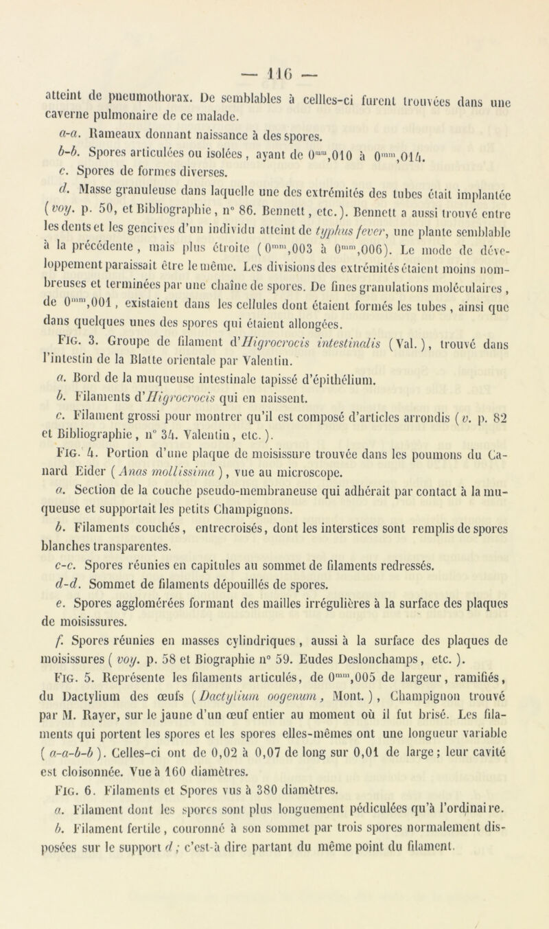 — MO — alleinl de i)iicumüllioi'ax. De semblables à cellles-ci (ui-cal trouvées dans une caverne pulmonaire do ce malade. a-a. Rameaux donnant naissance à des spores. b-b. Spores articulées ou isolées , ayant de ü'“'“,010 à c. Spores de formes diverses. cl. Masse granuleuse dans laquelle une des extrémités des tubes était implantée {voy. p. 50, et Bibliographie, n° 86. Bennett, etc.). Bennett a aussi trouvé entre les dents et les gencives d’un individu atteint de typhus fever, une plante semblable à la précédente, mais plus étroite ( 0'',0Ü3 à 0'“’’,O0G). Le mode de déve- loppement paraissait être le même. Les divisions des extrémités étaient moins nom- bieuses et terminées pai’ une chaîne de spores. De fines granulations moléculaii es , de 0,0ül, existaient dans les cellules dont étaient formés les tubes , ainsi que dans quelques unes des spores qui étaient allongées. Fig. 3. Groupe de filament cVIIigi'ocrocis inteslinalis (Val.), trouve dans l’intestin de la Blatte orientale par Valentin. a. Bord de la muqueuse intestinale tapissé d’é|)itbélium. b. Filaments à'Higrocrocis qui en naissent. c. Filament grossi pour montrer qu’il est composé d’articles arrondis ( v. p. 82 Cl Bibliographie, n” 3/r. Valentin, etc. ). Fig. h. Portion d’une plaque de moisissure trouvée dans les poumons du Ca- nard Eider ( À7ias mollissima ), vue au microscope. O. Section de la couche pseudo-membraneuse qui adhérait par contact à la mu- queuse et supportait les petits Champignons. b. Filaments couchés, entrecroisés, dont les interstices sont remplis de spores blanches transparentes. c-c. Spores réunies en capitules au sommet de filaments redressés. cl-d. Sommet de filaments dépouillés de spores. e. Spores agglomérées formant des mailles irrégulières à la surface des plaques de moisissures. f. Spores réunies en masses cylindriques , aussi à la surface des plaques de moisissures ( voy. p. 58 et Biographie n° 59. Eudes Deslonchamps, etc. ). Fig. 5. Représente les filaments articulés, de 0“’,005 de largeur, ramifiés, du Dactylium des œufs [Dactylium oogenum, Mont.), Champignon trouvé par M. Rayer, sur le jaune d’un œuf entier au moment où il fut brisé. Les fila- ments qui portent les spores et les spores elles-mêmes ont une longueur variable ( a-a-b-b ). Celles-ci ont de 0,02 à 0,07 de long sur 0,01 de large; leur cavité est cloisonnée. Vue à 160 diamètres. Fig. 6. Filaments et Spores vus h 380 diamètres. a. Filament dont les spores sont plus longuement pédiculées qu’à l’ordjnaire. b. Filament fertile, couronné à son sommet par trois spores normalement dis- posées sur le support d ; c’esl-à dire parlant du même point du filament.