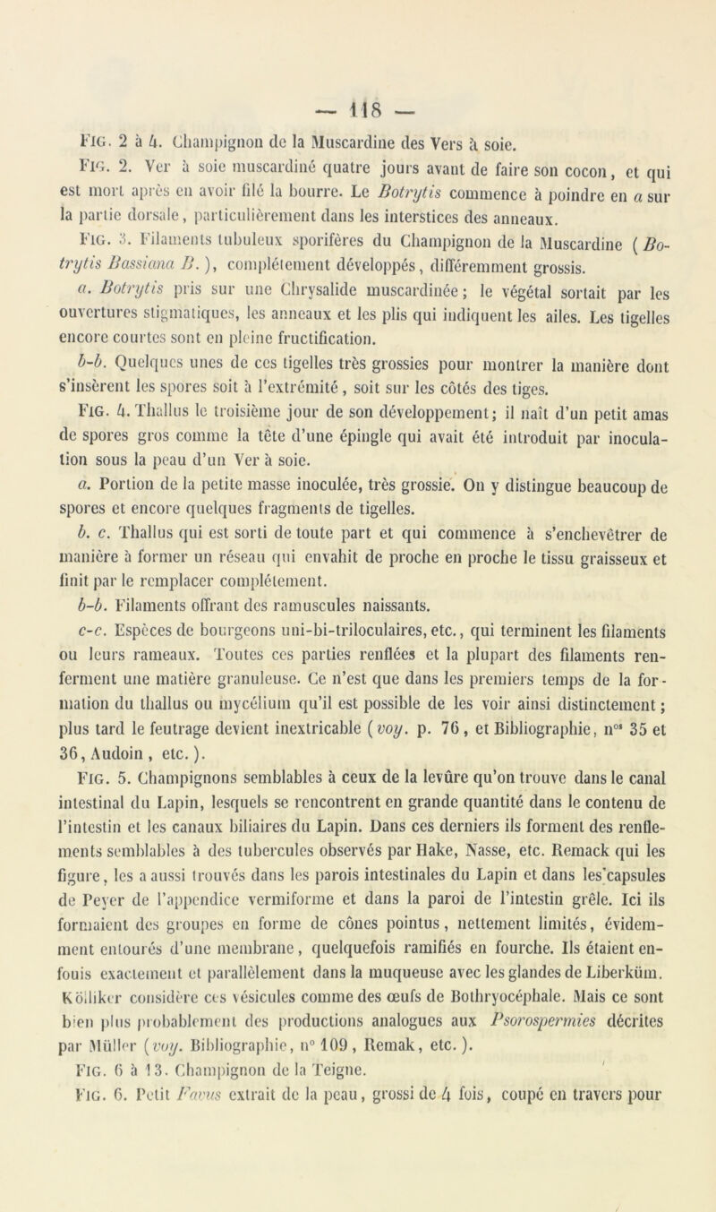 Fig. 2 à Zi. Champignon de la Muscardine des Vers à soie. IiG. 2. Ver à soie muscardine quatre jours avant de faire son cocon, et qui est mort après en avoir filé la bourre. Le Botrytis commence à poindre en a sur la iiarlic dorsale, particulièrement dans les interstices des anneaux. Fig. 3. Filaments tubuleux sporifères du Champignon de la Muscardine ( Do- trytis Bassicma B. ), complélement développés, différemment grossis. a. Botrytis pris sur une Chrysalide muscardinée ; le végétal sortait par les ouvertures stigmaiiqucs, les anneaux et les plis qui indiquent les ailes. Les tigelles encore courtes sont en pleine fructification. b~b. Quelques unes de ces tigelles très grossies pour montrer la manière dont s’insèrent les spores soit à l’extrémité, soit sur les cotés des tiges. Fig. Zi. Thallus le troisième jour de son développement; il naît d’un petit amas de spores gros comme la tête d’une épingle qui avait été introduit par inocula- tion sous la peau d’un Ver à soie. a. Portion de la petite masse inoculée, très grossie. On y distingue beaucoup de spores et encore quelques fragments de tigelles. b. c. Thallus qui est sorti de toute part et qui commence à s’enchevêtrer de manière à former un réseau qui envahit de proche en proche le tissu graisseux et linit par le remplacer complètement. b-b. Filaments offrant des ramuscules naissants. c-c. Espèces de bourgeons uni-bi-triloculaires, etc., qui terminent les filaments ou leurs rameaux. Toutes ces parties renflées et la plupart des filaments ren- ferment une matière granuleuse. Ce n’est que dans les premiers temps de la for- mation du thallus ou mycélium qu’il est possible de les voir ainsi distinctement ; plus tard le feutrage devient inextricable {voy. p. 76, et Bibliographie, n°* 35 et 36, Audoin , etc. ). Fig. 5. Champignons semblables à ceux de la levûre qu’on trouve dans le canal intestinal du Lapin, lesquels se rencontrent en grande quantité dans le contenu de l’intestin et les canaux biliaires du Lapin. Dans ces derniers ils forment des renfle- ments semblables à des tubercules observés par Hake, Nasse, etc. Remack qui les flgure, les a aussi trouvés dans les parois intestinales du Lapin et dans les^capsules de Peyer de l’appendice vermiforme et dans la paroi de l’intestin grêle. Ici iis formaient des groupes en forme de cônes pointus, nettement limités, évidem- ment entourés d’une membrane, quelquefois ramifiés en fourche. Ils étaient en- fouis exactement et parallèlement dans la muqueuse avec les glandes de Liberküm. Kôlliker considère ces vésicules comme des œufs de Bothryocéphale. Mais ce sont bien plus probablement des productions analogues aux Pso7'ospermies décrites par Müller [voy. Bibliographie, \\° 109, Remak, etc.). Fig. 6 à 13. Cham|)ignon de la Teigne. ‘ Fig. 6. Petit Faims extrait de la peau, grossi de Zj fois, coupé en travers pour