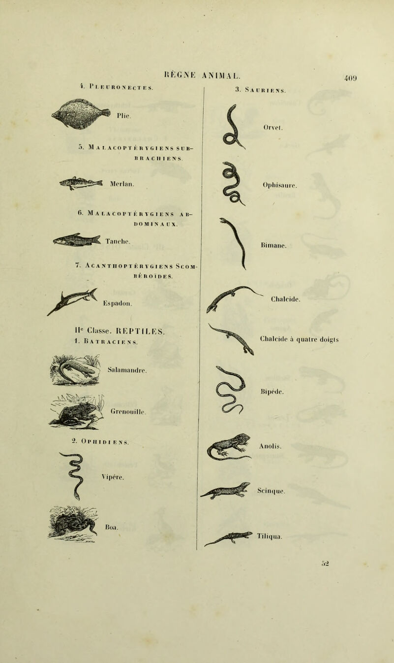 HKGNI-: ANIMAL. 40!) i 1’I K un O Mi Cl i: s. Plie. 5. M A I. A C O P T ii I» V G I E N s s U B- It H A C II I E !N' s. 3. Sauiue>’s. Morlan. 0. M a I, a c O P I É R Y G I E >' s A It- UO M I N A U X. Tanclu', 7. A c A N T II O P r É R Y G I E N s S c O M- I! É R O 1 I) E S. IL Classe. KLPTILLS. 1. B A T R AC I E X s. Salanianrire. Grenouille. Tiliqiia.