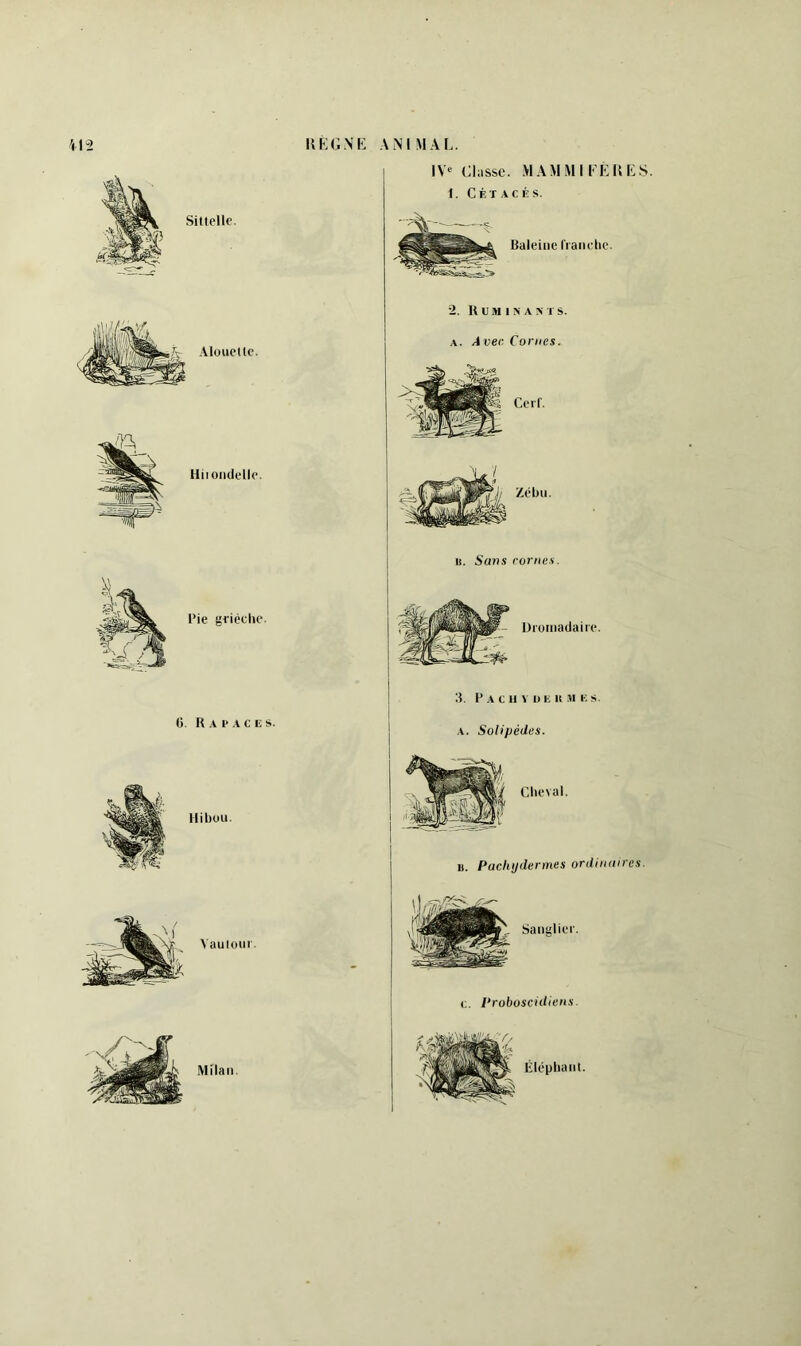 Alouette. IV' Ghisse. >1 AMM IKK U K S. 1. CÉÏ.\CÉS. Baleine (raiidie. 2. U UM IN AMS. A. A ver. Cornes. Cerf. it. Sans cornes. üi'oniadaire. 3. F A G 11 V l) li U .11 E s. A. Solipédes. i Clieval. I). Pachydermes ordinaires.