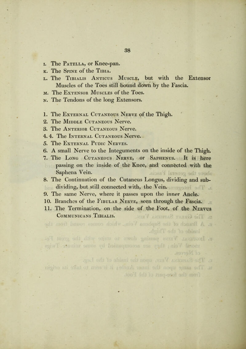i. The Patella, or Knee-pan. k. The Spine of the Tibia. l. The Tibialis Anticus Muscle, but with the Extensor Muscles of the Toes still bound down by the Fascia. m. The Extensor Muscles of the Toes. n. The Tendons of the long Extensors. 1. The External Cutaneous Nerve of the Thigh. 2. The Middle Cutaneous Nerve. 3. The Anterior Cutaneous Nerve. 4. 4. The Internal Cutaneous Nerve. 5. The External Pudic Nerves. 6. A small Nerve to the Integuments on the inside of the Thigh. 7. The Long Cutaneous Nerve, or Saphenus. It is here passing on the inside of the Knee, and connected with the Saphena Vein. 8. The Continuation of the Cutaneus Longus, dividing and sub- dividing, but still connected with, the Vein. 9. The same Nerve, where it passes upon the inner Ancle. 10. Branches of the Fibular Nerve, seen through the Fascia. 11. The Termination, on the side of the Foot, of the Nervus COMMUNICANS TlBIALIS.