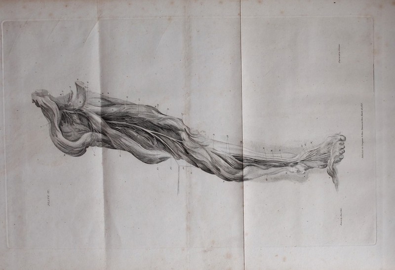 Tr.ATe rx. XtibUshuL i'or Longman & Mecs .Tatrrrwstn- JUnv JJwch iBxBoS