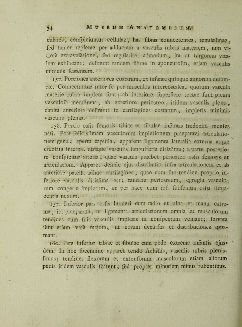 aiiares*’, confpiciuntur cellulaey has fibras conneccentes, tenuisfi-mae, fed tamen repletae per adductam a vasculis rubris materiem, non vi- tiofa e?^travafatione, fed regulariter admodum, ita ut turgorem vita- lem exhibeant^ definunt tandem fibrae in aponeurofin, etiam vasculis minimis fcatentem. 157. Portiones anteriores costarum, ex infante quinque annorum defiim- tae. Connectuntur inter fe per musculos intercostales, quorum vascula materie rubra impleta funt; ab interiore fuperficie tectae funt pleura vasculofa membrana, ab exteriore periosteo, itidem vasculis pleno, capita anteriora definunt in cartilagines costarum, impletis minimis vasculis plenas. 158. Portio osfis femoris tibiae et fibulae infantis tredecim menfes nati. Post felicisfimam vasculorum impletionem praeparavi articulatio- nem genu; aperta capfula, apparent ligamenta lateralia externa atque cruciata interna, utraque vasculis fanguiferis ditisfima; a parte posterio- re confpicitur arteria, quae vascula praebet periosteo osfis femoris et articulationi. Apparet deinde ejus distributio infra articulationem et ab anteriore patella adhuc cartilaginea, quae cum fuo tendine proprio in- feriore vasculis ditisfima est; tandem periosteum, egregia vasculo- rum congerie impletum, et per haec cum ipfii fubliantia osfis fubja- centis nexum. / 157. Inferior pars osfis humeri cum radio et ulna et manu extre- ma , ita praeparata, ut ligamenta articulationum omnia et musculorum tendines cum fuis vasculis impletis in confpectum veniant; fervata funt etiam vafa majora, ut eomm decurfiis et distributiones appa- reant. i<5o. Pars inferior tibiae et fibulae cum pede extremo infantis ejus- ' dem. In hoc fpccimine apparet tendo Achillis, vasculis rubris plenis- fimus; tendines flexorum et extenforum musculorum etiam aliomm pedis itidem vasculis fcatent; fed propter minutiem minus rubentibus.
