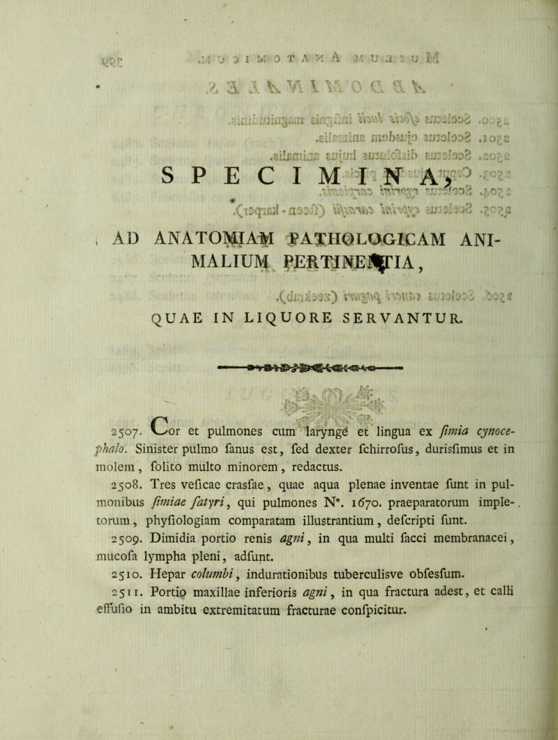 V AD ANATOMIAM PATHOLOGICAM ANI- MALIUIV^ PERTINES|riA, phalo. Sinister pulmo fanus est, fed dexter fchirrofus, durisfimiis et in molem, folito multo minorem, redactus. 2508. Tres veficae crasfae, quae aqua plenae inventae funt in pul- monibus frniae fatyri^ qui pulmones N“. 1670. praeparatorum imple- torum, phyfiologiam comparatam illustrantium, defcripti funt. 2509. Dimidia portio renis agni^ in qua multi facci membranacei, mucofa lympha pleni, adfunt. 2510. Hepar columbi ^ indurationibus tuberculisve obfesfum. 2511. Portio maxillae inferioris agni ^ in qua fractura adest, et calli elfufio in ambitu extremitatum fracturae confpicitur. QUAE IN LIQUORE SERVANTUR. pulmones cum ' larynge et lingua ex fmia cynoce-