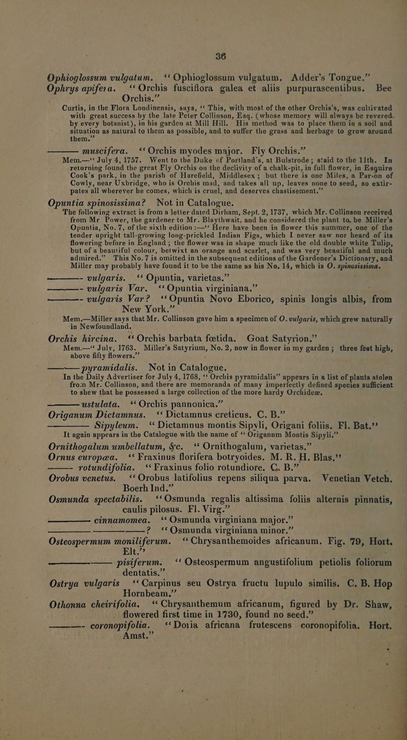 Ophioglossum vulgatum. ** Ophioglossum vulgatum, Adder's Tongue. Ophrys apifera. — ** Orchis fusciflora galea et aliis purpurascentibus. Bee Orchis. Curtis, in the Flora Londinensis, suys, ** This, with most of the other Orchis's, was cultivated with great success by the late Peter Collinson, Esq. (whose memory will always be revered. by every botanist), in his garden at Mill Hill. His method was to place them in a soil and situation as natural to them as possible, and to suffer tlie grass and herbage to grow around them. muscifera. ** Orchis myodes major. Fly Orchis. Mem.—': July 4, 1757. Went to the Duke of Portland's, at Bulstrode; s'aid to the 11th. In returning found the great Fly Orchis on the declivity of a chalk-pit, in full flower, in Esquire Cook's park, in the parish of Harefield, Middlesex ; but there is one Miles, a Par-on of Cowly, near Uxbridge, who is Orchis mad, and takes all up, leaves none to seed, so extir- pates all wherever he comes, which is cruel, and deserves chastisement. Opuntia spinosissima? | Not in Catalogue. The following extract is from a letter dated Dirham, Sept. 2, 1737, which Mr. Collinson received from Mr Power, the gardener to Mr. Blaythwait, aud he considered the plant ta. be Miller's Opuntia, No. 7, of the sixth edition :—'* Here have been in flower this summer, one of the tender upright tall-growing long-prickled Indian Figs, which I never saw nor heard of its flowering before in England ; the flower was in shape much like the old double white Tulip, but of a beautiful colour, betwixt an orange and scarlet, and was very beautiful and much admired. This No. 7 is omitted in the subsequent editions of the Gardener's Dictionary, and Miller may probably have found it to be the same as his No. 14, which is O. spinosissima. - vulgaris. |. ** Opuntia, varietas. - vulgaris Var. ** Opuntia virginiana. - vulgaris Var?. **Opuntia Novo Eborico, spinis longis albis, from New York. Mem.— Miller says that Mr. Collinson gave him a specimen of O. vulgaris, which grew naturally in Newfoundland. Orchis hircina. —** Orchis barbata fetida. — Goat Satyrion. Mem.—* July, 1763. Miller's Satyrium, No. 2, now in flower in my garden; three feet high, above fifty flowers. i ———— pyramidalis. Not in Catalogue. In the Daily Advertiser for July 4, 1768, ** Orchis pyramidalis appears in a list of plants stolen fro:n Mr. Collinson, and there are memoranda of many imperfectly defined species suflicient to shew that he possessed a large collection of the more hardy Orchideze, ustulata. ** Orchis pannonica. Origanum Dictamnus. | ** Dictamnus creticus. C. B. i Sipyleum. |. ** Dictamnus montis Sipyli, Origani foliis, Fl. Bat. It again appears in the Catalogue with the name of ** Origannm Montis Sipyli. Ornithogalum wmbellatum, &amp;c. ** Ornithogalum, varietas. Ornus europea. — ** Fraxinus florifera botryoides. M. R. H. Blas. ———- votundifolia. ** Fraxinus folio rotundiore, C. B. Orobus venetus. — ** Orobus latifolius repens siliqua parva. Venetian Vetch. Boerh Ind. Osmunda spectabilis. ** Osmunda regalis altissima foliis alternis pinnatis, caulis pilosus. Fl. Virg. cinnamomea. ** Osmunda virginiana major. ———— —— ? **Osmunda virginiana minor. Osteospermum moniliferum. —** Chrysanthemoides africanum, Fig. 79, Hort. Elt. | ; pisiferum. —** Osteospermum angustifolium petiolis foliorum dentatis. Ostrya vulgaris ** Carpinus seu Ostrya fructu lupulo similis. C, B. Hop Hornbeam., Othonna cheirifolia. —** Chrysanthemum africanum, figured by Dr. Shaw, flowered first time in 1730, found no seed. ———- coronopifolia. * Doia africana frutescens coronopifolia, Hort.  Amst.