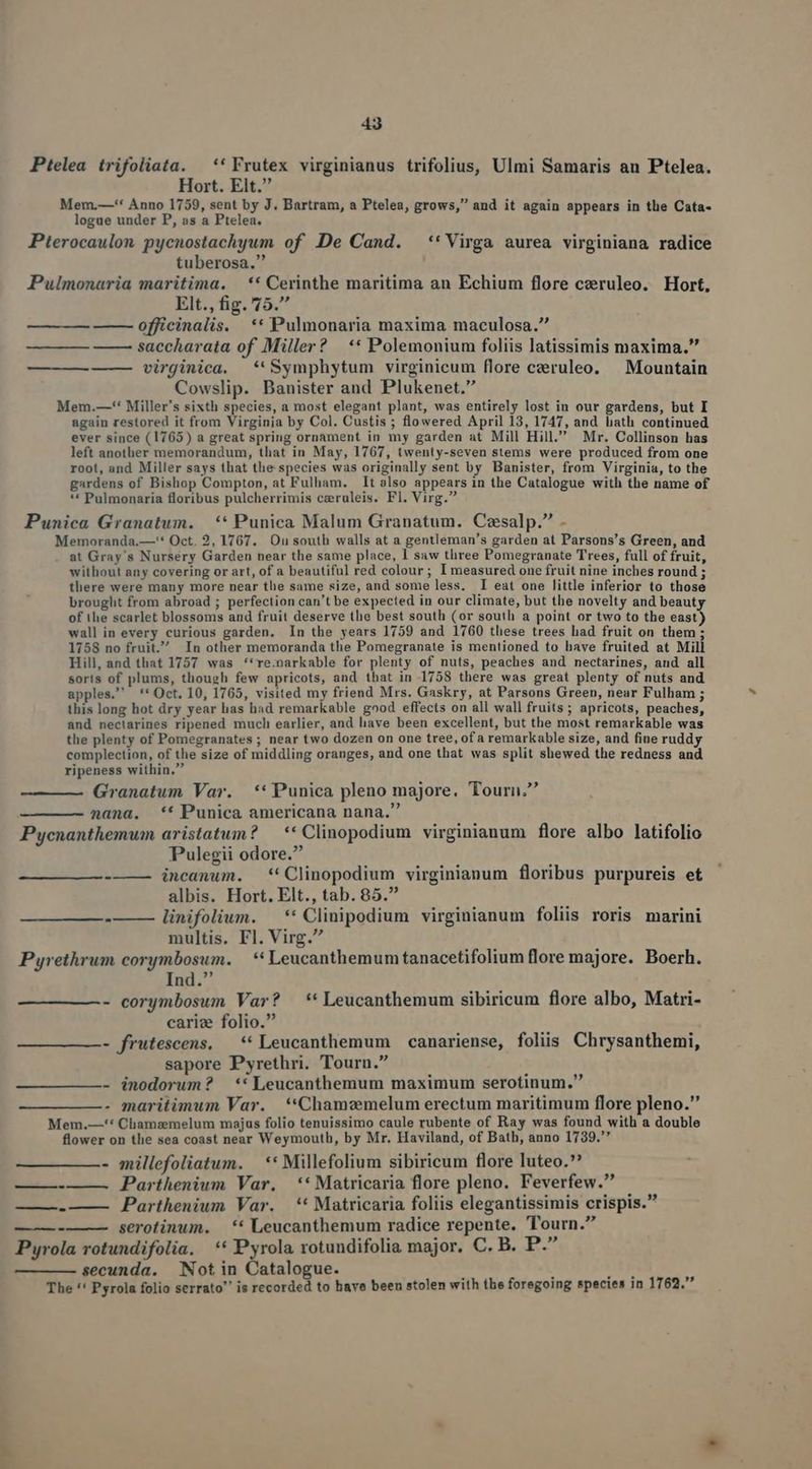 Ptelea trifoliata. —** Frutex virginianus trifolius, Ulmi Samaris anu Ptelea. Hort. Elt. Mem.—-'* Anno 1759, sent by J. Bartram, a Ptelea, grows, and it again appears in the Cata- logue under P, as a Ptelea. Pterocaulon pycnostachyum of De Cand. **Virga aurea virginiana radice tuberosa. Pulmonaria maritima. |. ** Cerinthe maritima an Echium flore czruleo. Hort, Elt., fig. 75. officinalis. ** Pulmonaria maxima maculosa. —— saccharata of Miller? | ** Polemonium foliis latissimis maxima. virginica. | **Symphytum virginicum flore czeruleo. Mountain Cowslip. Banister and Plukenet. Mem.—-'' Miller's sixth species, a most elegant plant, was entirely lost in our gardens, but I again restored it from Virginia by Col. Custis ; flowered April 13, 1747, and hath continued ever since (1765) a great spring ornament in my garden at Mill Hill. Mr. Collinson has left another memorandum, that in May, 1767, twenty-seven stems were produced from one root, and Miller says that the species was originally sent by Banister, from Virginia, to the gardens of Bishop Compton, at Fulham. It also appears in the Catalogue with the name of ** Pulmonaria floribus pulcherrimis czruleis. Fl. Virg. Punica Granatum. | ** Punica Malum Granatum. Csalp. . Memoranda.—'* Oct. 2, 1767. On south walls at a gentleman's garden at Parsons's Green, and at Gray's Nursery Garden near the same place, 1 saw three Pomegranate Trees, full of fruit, without any covering or art, of a beautiful red colour ; I measured one fruit nine inches round ; there were many more near the same size, and some less. I eat one little inferior to those brought from abroad ; perfection can't be expected in our climate, but the novelty and beauty of the scarlet blossoms and fruit deserve the best south (or south a point or two to the east) wall in every curious garden, In the years 1759 and 1760 these trees had fruit on them ; 1758 no fruit. In other memoranda the Pomegranate is mentioned to have fruited at Mill Hill, and that 1757 was *'*re:narkable for plenty of nuts, peaches and nectarines, and all soris of plums, though few apricots, and that in 1758 there was great plenty of nuts and apples, **Oct. 10, 1765, visited my friend Mrs. Gaskry, at Parsons Green, near Fulham ; this long hot dry year has had remarkable good effects on all wall fruits; apricots, peaches, and nectarines ripened much earlier, and lave been excellent, but the most remarkable was the plenty of Pomegranates ; near two dozen on one tree, of a remarkable size, and fine ruddy complection, of the size of middling oranges, and one that was split shewed the redness and ripeness within, Granatum Var. ** Punica pleno majore. Tourn. nana. ** Punica americana nana. Pycnanthemum aristatum? — ** Clinopodium virginianum flore albo latifolio Pulegii odore. -——— incanum. **Clinopodium virginianum floribus purpureis et albis. Hort. Elt., tab. 85. linifolium. —** Clinipodium virginianum foliis roris marini multis. Fl. Virg. Pyrethrum corymbosum. | * Leucanthemum tanacetifolium flore majore. Boerh. Ind. - corymbosum Var? —** Leucanthemum sibiricum flore albo, Matri- cariz folio. - frutescens. —** Leucanthemum canariense, foliis Chrysanthemi, sapore Pyrethri. Tourn. - inodorum? ** Leucanthemum maximum serotinum. - maritimum Var. *Chamzemelum erectum maritimum flore pleno. Mem.—'* Chamsemelum majus folio tenuissimo caule rubente of Ray was found with a double flower on tlie sea coast near Weymouth, by Mr. Haviland, of Bath, anno 1789. - millefoliatum. . ** Millefolium sibiricum flore luteo. Parthenium Var, ** Matricaria flore pleno. Feverfew. ——— -——- Parthenium Var. *' Matricaria foliis elegantissimis crispis. ——- serotinum. — * Leucanthemum radice repente. Tourn. Pyrola rotundifolia, —** Pyrola rotundifolia major. C. B. P. secunda. Not in Catalogue. 1 A The ** Pyrola folio serrato' is recorded to have been stolen with the foregoing species in 1762.