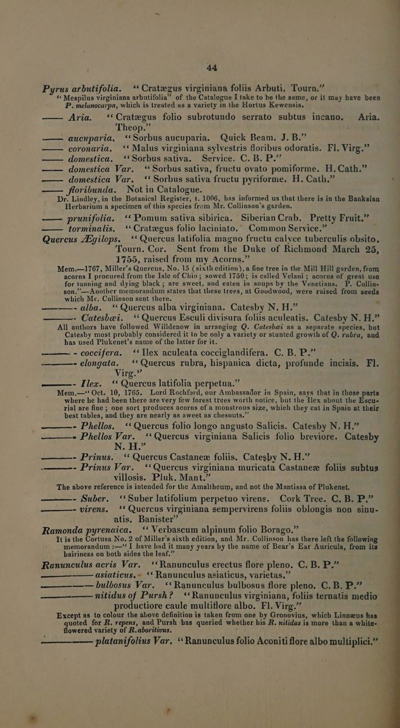 Pyrus arbutifolia. — ** Cratzezus virginiana foliis Arbuti. Tourn. ** Mespilus virginiana arbutifolia of the Catalogue I take to be tlie same, or it muy have been P. melanocarpa, which is treated as a variety in the Hortus Kewensis. ——— Aria. *'Cratzgus folio subrotundo serrato subtus incano. Aria. Theop. —— aucuparia, **Sorbus aucuparia. Quick Beam. J. B. ——— coronaria. ** Malus virginiana sylvestris floribus odoratis. Fl. Virg. ——— domestica. | **Sorbus sativa. Service. C. B. P. —-— domestica Var. ** Sorbus sativa, fructu ovato pomiforme. H. Cath. ——— domestica Var. | ** Sorbus sativa fructu pyriforme. H. Cath. —— jloribunda. Not in Catalogue. Dr. Lindley,in the Botanical Register, t. 1006, has informed us that there is in the Banksian . Herbarium a specimen of this species from Mr. Collinson's garden. prunifolia, | ** Pomum sativa sibirica. Siberian Crab. Pretty Fruit. torminalis. **Cratzgus folio laciniato. Common Service. Quercus ZEgilops. —** Quercus latifolia magno fructu calyce tuberculis obsito. Tourn. Cor. Sent from the Duke of Richmond March 25, 1755, raised from my Acorns. Mem.—1767, Miller's Quercus, No. 15 (sixth edition), a fine tree in the. Mill Hill garden, from acorns I procured from the Isle of Clio; sowed 1750; is called Velani ; acorns of grent use for tanning and dying black ; are sweet, and eaten in soups by the Venetians. P. Collin- son.—4Anotlier memorandum states that tliese trees, at Goodwood, were raised from seeds which Mr. Collinson sent there. ——-——- alba. ** Quercus alba virginiana. Catesby N. H. - Catesbei. ** Quercus Esculi divisura foliis aculeatis. Catesby N. H. All authors have followed Willdenow in arranging Q. Catesbei as a sepnrate species, but Catesby most probably considered it to be only a variety or stunted growth of Q. rubra, and has used Plukenet's name of the latter for it. - coccifera. **Ilex aculeata cocciglandifera. C. B. P.. - elongata. — ** Quercus rubra, hispanica dicta, profunde incisis, Fl. Virg: - IHlex. *'* Quercus latifolia perpetua. Mem.—-:* Oct. 10, 1765. Lord Rochford, our Ambassador in Spain, says that in those parts where he had been there are very few forest trees worth notice, but the Ilex about the Escu- rial are fine ; one sort produces acorns of a monstrous size, which they eat in Spain at their best tables, and they are nearly as sweet as chesnuts. - Phellos. | ** Quercus folio longo angusto Salicis. Catesby N. H. Phellos Var. ** Quercus virginiana Salicis folio breviore. Catesby N. H. —— —- Prinus. |. * Quercus Castanec foliis. Catesby N. H. - Prinus Var. ** Quercus virginiana muricata Castanez foliis subtus villosis. Pluk. Mant. The above reference is intended for the Amaltheum, and not the Mantissa of Plukenet. - Suber. *'Suber latifolium perpetuo virens. Cork Tree. C. B. P. - virens. ** Quercus virginiana sempervirens foliis oblongis non sinu- atis. Banister Ramonda pyrenaica. | ** Verbascum alpinum folio Borago. It is the Cortusa No. 2 of Miller's sixth edition, and Mr. Collinson has there left the following memorandur :—*'* I have had it many years by the name of Bear's Ear Auricula, from its hairiness on both sides the leaf. Ranunculus acris Var. ** Ranunculus erectus flore pleno. C. B. P. asiaticus. » ** Ranunculus asiaticus, varietas. —-— bulbosus Var. ** Ranunculus bulbosus flore pleno. C. B. P. nitidus of Pursh? **Ranunculus virginiana, foliis ternatis medio productiore caule multiflore albo. Fl. Virg. Except as to colour the above definition is taken from one by Gronovius, which Linneus has uoted for KR. repens, and Pursh has queried whether his R. nitidus is more than a white- flowered variety of R.aboritivus. ; platanifolius Var. ** Ranunculus folio Aconiti flore albo multiplici, — —