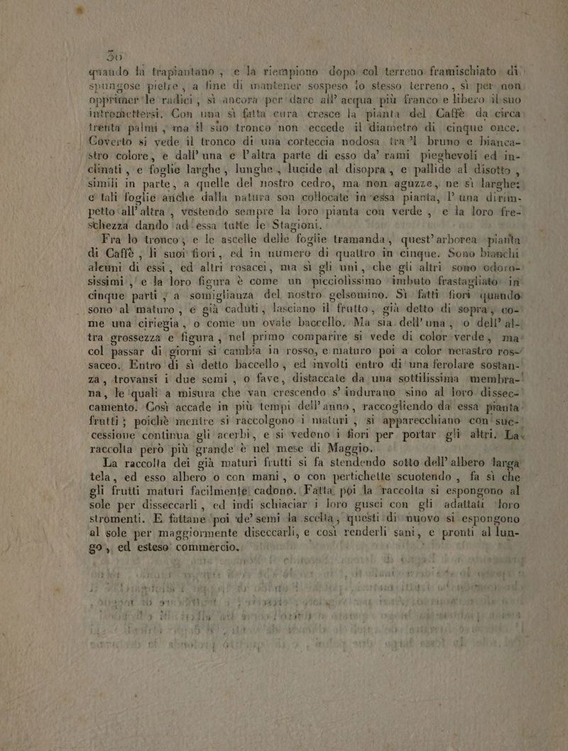DU guiando la trapiantano , .e la riempiono dopo. col terreno framischiato di spungose piene, a fine di mantener sospeso lo stesso terreno , sì per non opprimer ‘le radici, sì ancora per dare all’ acqua più franco e libero ilisuo intromettersi. Con uma sì fatta cura cresce la pianta del. Caffè. da circa trenta palmi y ma il suo tronco non eccede il diametro di cinque once. Coverto si vede il tronco di una corteccia nodosa. iva bruno e hianca- stro colore, è dall’ una e l’altra parte di esso da’ rami pieghevoli ed in- clhmati, e foslie larghe, lunghe, lucide al disopra, e pallide al disotto , simili in parte, a quelle del nostro cedro, ma mon aguzze, ne sì larghe: c tali foglie anche dalla natura son collocate invessa pianta, luna dirim. petto ‘all’ altra‘, vestendo sempre la loro pianta con verde , e la loro fre- schiezza dando \ad‘essa tatte le Stagioni. Fra lo tronco; e le ascelle delle foglie tramanda, quest’ arborea +piatita di Caffè ; li suoi fiori, ed in numero di quattro in cinque. Sono bianchi aleuni di essi, ed altri rosacei, ma sì gli uni, che gli altri. sono odoro- sissimi:,' e la loro figura è come un. picciolissimo imbuto frastagliato» in. cinque patti 7 a somiglianza del nostro gelsomino. Sì. fatti fiorì quando: sono ‘al maturo ) € già caduti, lasciano il frutto, già detto di sopra) co- me una ciriegia, o come un ovale baccello. Ma sia. dell'una, 0 dell’ al- tra grossezza e figura , nel primo comparire si vede di color verde, ma’ col passar di giorni si cambia in rosso, e maturo poi a color nerastro ros saceo. Entro ‘di sì ‘detto baccello, ed ‘involti entro di ‘una ferolare sostan-' za, trovansi i due semi , o fave, distaccate da una sottilissima membra-! na, le ‘quali a misura che van ‘crescendo s' indurano vino al loro dissec- camento. Così accade in più tempi dell’anno, raccogliendo da essa pianta’ frutti} poichè mentre si raccolgono i maturi , si apparecchiano con’ sue-' cessione continua gli acerbi, e si vedono i fiori per. pottar gli altri. La raccolta però più ‘grande è nel mese di Maggio. La raccolta dei già maturi frutti si fa stendendo sotto dell’ albero targa tela, ed esso albero o con mani, o con pertichelte scuotendo , fa sì che gli frutti maturi facilmente! cadono. (Fatta poi la raccolta si espongono al sole per disseccarli , ed indi schiaciar i loro gusci con gli adattati ‘loro stromenti. E fattane ‘poi de’ semi dla scelta; questi di muovo si espongono al sole per maggiormente diseccarli, e così renderli sani, e pronti al lua- go',, ed esteso commercio. i |