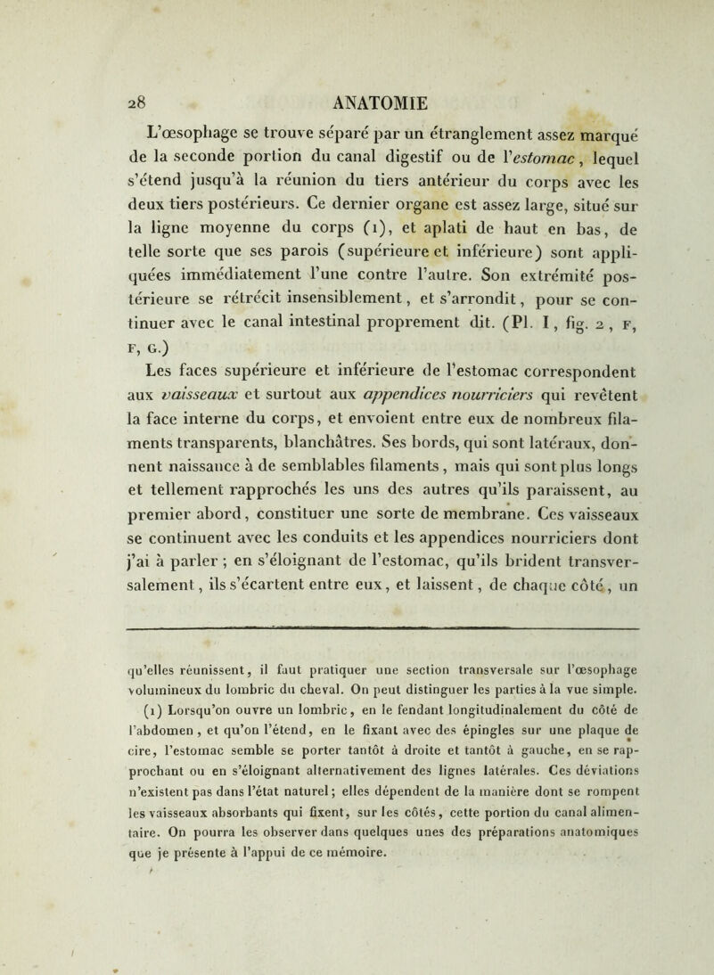 L’œsophage se trouve séparé par un étranglement assez marqué de la seconde portion du canal digestif ou de Y estomac, lequel s’étend jusqu’à la réunion du tiers antérieur du corps avec les deux tiers postérieurs. Ce dernier organe est assez large, situé sur la ligne moyenne du corps (i), et aplati de haut en bas, de telle sorte que ses parois (supérieure et inférieure) sont appli- quées immédiatement l’une contre l’autre. Son extrémité pos- térieure se rétrécit insensiblement, et s’arrondit, pour se con- tinuer avec le canal intestinal proprement dit. (PI. I, fig. 2 , F, F, G.) Les faces supérieure et inférieure de l’estomac correspondent aux vaisseaux et surtout aux appendices nourriciers qui revêtent la face interne du corps, et envoient entre eux de nombreux fila- ments transparents, blanchâtres. Ses bords, qui sont latéraux, don- nent naissance à de semblables filaments , mais qui sont plus longs et tellement rapprochés les uns des autres qu’ils paraissent, au premier abord, constituer une sorte de membrane. Ces vaisseaux se continuent avec les conduits et les appendices nourriciers dont j’ai à parler ; en s’éloignant de l’estomac, qu’ils brident transver- salement, ils s’écartent entre eux, et laissent, de chaque côté, un qu’elles réunissent, il faut pratiquer une section transversale sur l’oesophage volumineux du lombric du cheval. On peut distinguer les parties à la vue simple. (1) Lorsqu’on ouvre un lombric, en le fendant longitudinalement du côté de l’abdomen , et qu’on l’étend, en le fixant avec des épingles sur une plaque de cire, l’estomac semble se porter tantôt à droite et tantôt à gauche, en se rap- prochant ou en s’éloignant alternativement des lignes latérales. Ces déviations n’existent pas dans l’état naturel; elles dépendent de la manière dont se rompent les vaisseaux absorbants qui fixent, sur les côtés, cette portion du canal alimen- taire. On pourra les observer dans quelques unes des préparations anatomiques que je présente à l’appui de ce mémoire.