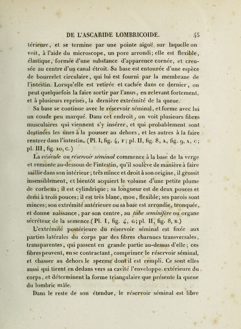 térieure, et se termine par une pointe aiguë sur laquelle on voit, à l’aide du microscope, un pore arrondi; elle est flexible, élastique, formée d’une substance d’apparence cornée, et creu- sée au centre d’un canal étroit. Sa base est entourée d’une espèce de bourrelet circulaire, qui lui est fourni par la membrane de l’intestin. Lorsqu’elle est retirée et cachée dans ce dernier, on peut quelquefois la faire sortir par l’anus, en relevant fortement, et à plusieurs reprises, la dernière extrémité de la queue. Sa base se continue avec le réservoir séminal, et forme avec lui un coude peu marqué. Dans cet endroit, on voit plusieurs fibres musculaires qui viennent s’y insérer, et qui probablement sont destinées les unes à la pousser au dehors , et les autres à la faire rentrer dans l’intestin. (PI. I, fig. 4> F; pl. II, fig. 8, A, fig. q, a, c; pi. III, fig. io, c. ) La vésicule ou réservoir séminal commence à la base de la verge et remonte au-dessous de l’intestin, qu’il soulève de manière à faire saillie dans son intérieur ; très mince et droit à son origine, il grossit insensiblement, et bientôt acquiert le volume d’une petite plume de corbeau ; il est cylindrique ; sa longueur est de deux pouces et demi à trois pouces; il est très blanc, mou, flexible; ses parois sont minces; son extrémité antérieure ou sa base est arrondie, tronquée, et donne naissance , par son centre, au tube seminijère ou organe sécréteur de la semence.(Pl. I, fig. 4» Gjpl* H» fig* 8,® ) L’extrémité postérieure du réservoir séminal est fixée aux parties latérales du corps par des fibres charnues transversales, transparentes, qui passent en grande partie au-dessus d’elle ; ces fibres peuvent, en se contractant, comprimer le réservoir séminal, et chasser au dehors le sperme dont il est rempli. Ce sont elles aussi qui tirent en dedans vers sa cavité l’enveloppe extérieure du corps, et déterminent la forme triangulaire que présente la queue du lombric mâle. Dans le reste de son étendue, le réservoir séminal est libre