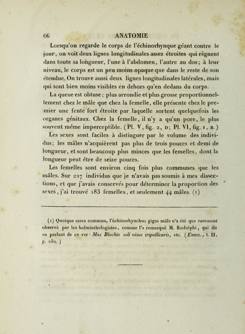 Lorsqu’on regarde le corps de l’e'chinorhynque géant contre le jour, on voit deux lignes longitudinales assez étroites qui régnent dans toute sa longueur, l’une à l’abdomen, l’autre au dos; à leur niveau, le corps est un peu moins opaque que dans le reste de son étendue. On trouve aussi deux lignes longitudinales latérales, mais qui sont bien moins visibles en dehors qu’en dedans du corps. La queue est obtuse ; plus arrondie et plus grosse proportionnel- lement chez le mâle que chez la femelle, elle présente chez le pre- mier une fente fort étroite par laquelle sortent quelquefois les organes génitaux. Chez la femelle, il n’y a qu’un pore, le plus souvent même imperceptible. (PL V, fig. 2, d; PL VI, fig. 1, b.) Les sexes sont faciles à distinguer par le volume des indivi- dus; les mâles n’acquièrent pas plus de trois pouces et demi de longueur, et sont beaucoup plus minces que les femelles, dont la longueur peut être de seize pouces. Les femelles sont environ cinq fois plus communes que les mâles. Sur 227 individus que je n’avais pas soumis à mes dissec- tions, et que j’avais conservés pour déterminer la proportion des sexes, j’ai trouvé 183 femelles, et seulement 44 mâles. (1) (j) Quoique assez commun, l’échinorhynchus gigas mâle n’a été que rarement observé par les helminthologistes, comme l’a remarqué M. Etudolphi, qui dit en parlant de ce ver : Mas Blochio soli visus tripollicaris, etc. ( Entoz., t. II, p. 252. )