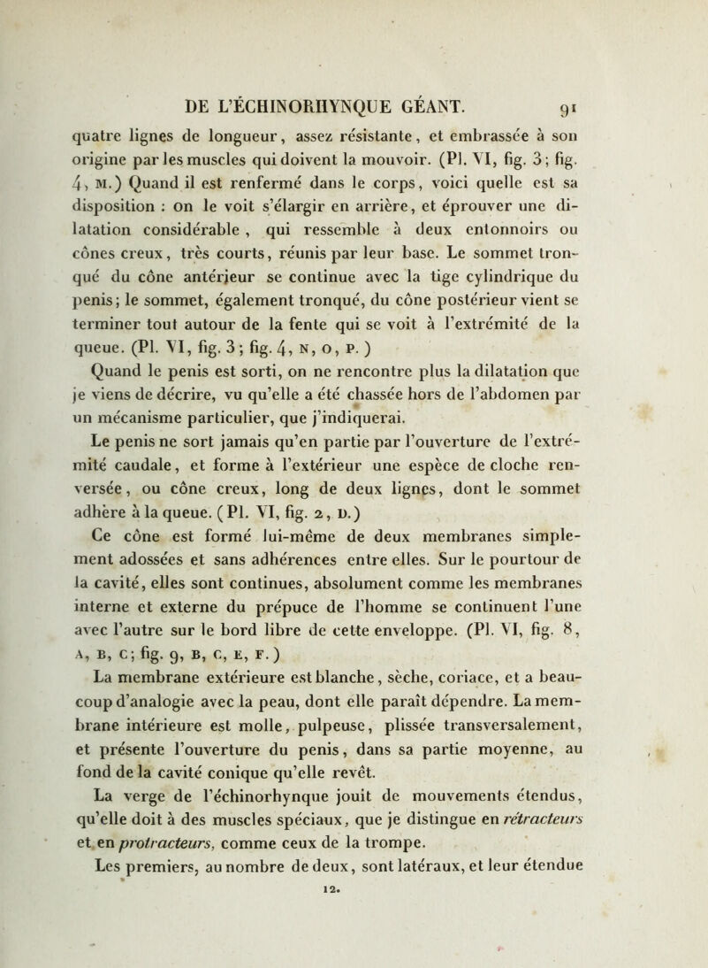 quatre lignes de longueur, assez résistante, et embrassée à son origine par les muscles qui doivent la mouvoir. (PI. YI, fig. 3 ; fig. 4, M.) Quand il est renfermé dans le corps, voici quelle est sa disposition : on le voit s’élargir en arrière, et éprouver une di- latation considérable , qui ressemble à deux entonnoirs ou cônes creux, très courts, réunis par leur base. Le sommet tron- qué du cône antérieur se continue avec la tige cylindrique du pénis; le sommet, également tronqué, du cône postérieur vient se terminer tout autour de la fente qui se voit à l’extrémité de la queue. (PL YI, fig. 3 ; fig. 4, N, o, P. ) Quand le pénis est sorti, on ne rencontre plus la dilatation que je viens de décrire, vu qu’elle a été chassée hors de l’abdomen par un mécanisme particulier, que j’indiquerai. Le pénis ne sort jamais qu’en partie par l’ouverture de l’extré- mité caudale, et forme à l’extérieur une espèce de cloche ren- versée , ou cône creux, long de deux lignes, dont le sommet adhère à la queue. (PL Yl, fig. 2, d.) Ce cône est formé lui-même de deux membranes simple- ment adossées et sans adhérences entre elles. Sur le pourtour de la cavité, elles sont continues, absolument comme les membranes interne et externe du prépuce de l’homme se continuent l’une avec l’autre sur le bord libre de cette enveloppe. (PL YI, fig. 8, a, b, c; fig. 9, b, c, E, F.) La membrane extérieure est blanche, sèche, coriace, et a beau- coup d’analogie avec la peau, dont elle paraît dépendre. La mem- brane intérieure est molle, pulpeuse, plissée transversalement, et présente l’ouverture du pénis, dans sa partie moyenne, au fond de la cavité conique qu’elle revêt. La verge de l’échinorhynque jouit de mouvements étendus, qu’elle doit à des muscles spéciaux, que je distingue en rétracteurs et en protracteurs, comme ceux de la trompe. Les premiers, au nombre de deux, sont latéraux, et leur étendue 12.