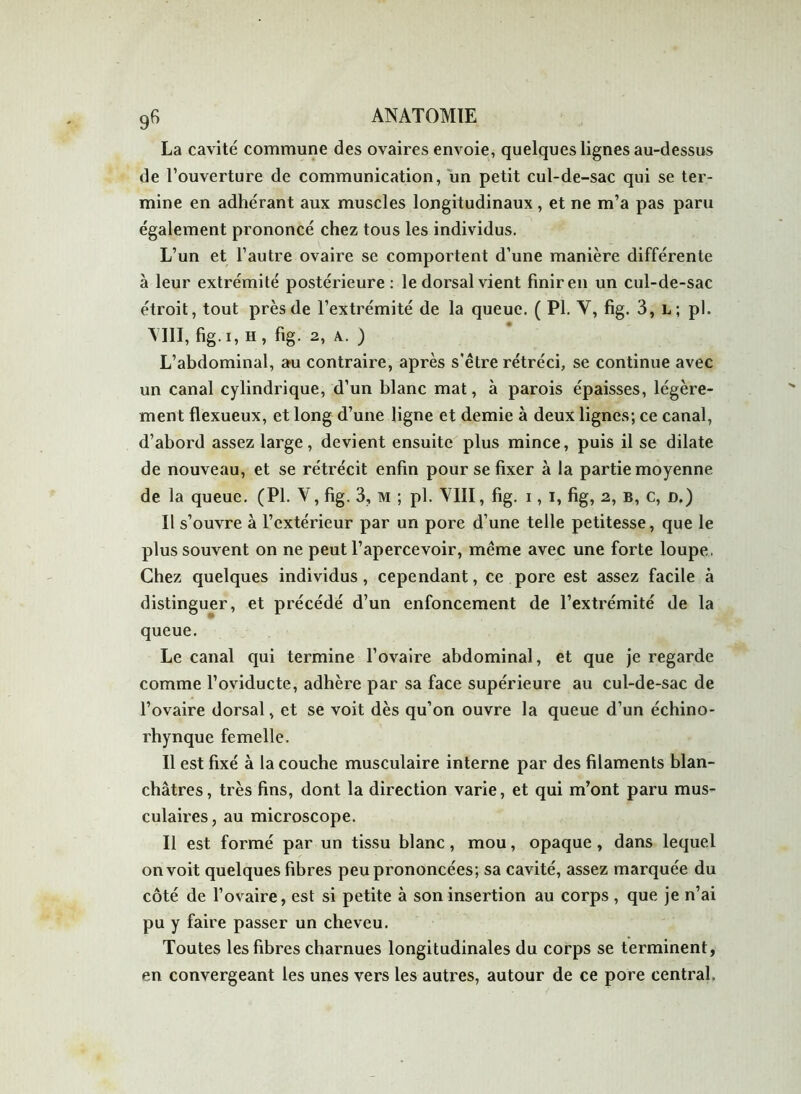 La cavité commune des ovaires envoie, quelques lignes au-dessus de l’ouverture de communication, un petit cul-de-sac qui se ter- mine en adhérant aux muscles longitudinaux , et ne m’a pas paru également prononcé chez tous les individus. L’un et l’autre ovaire se compoi'tent d’une manière différente à leur extrémité postérieure: le dorsal vient finir en un cul-de-sac étroit, tout près de l’extrémité de la queue. ( PI. Y, fig. 3, l; pl. YIII, fig.I, H, fig. 2, A. ) L’abdominal, au contraire, après s'être rétréci, se continue avec un canal cylindrique, d’un blanc mat, à parois épaisses, légère- ment flexueux, et long d’une ligne et demie à deux lignes; ce canal, d’abord assez large, devient ensuite plus mince, puis il se dilate de nouveau, et se rétrécit enfin pour se fixer à la partie moyenne de la queue. (Pl. V, fig. 3, m ; pl. YIII, fig. i, i, fig, 2, b, c, d.) Il s’ouvre à l’extérieur par un pore d’une telle petitesse, que le plus souvent on ne peut l’apercevoir, même avec une forte loupe. Chez quelques individus, cependant, ce pore est assez facile à distinguer, et précédé d’un enfoncement de l’extrémité de la queue. Le canal qui termine l’ovaire abdominal, et que je regarde comme l’oviducte, adhère par sa face supérieure au cul-de-sac de l’ovaire dorsal, et se voit dès qu’on ouvre la queue d’un échino- rhynque femelle. Il est fixé à la couche musculaire interne par des filaments blan- châtres, très fins, dont la direction varie, et qui m’ont paru mus- culaires, au microscope. Il est formé par un tissu blanc, mou, opaque, dans lequel on voit quelques fibres peu prononcées; sa cavité, assez marquée du côté de l’ovaire, est si petite à son insertion au corps , que je n’ai pu y faire passer un cheveu. Toutes les fibres charnues longitudinales du corps se terminent, en convergeant les unes vers les autres, autour de ce pore central.