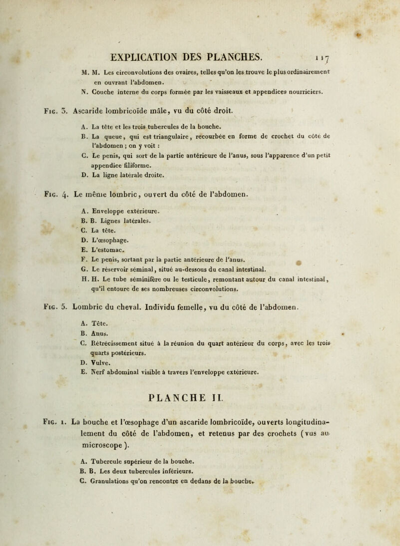 M. M. Les circonvolutions des ovaires, telles qu’on les trouve le plus ordinairement en ouvrant l’abdomen. N. Couche interne du corps formée par les vaisseaux et appendices nourriciers. Fig. 5. Ascaride lombrieoïde tnâle, vu du côté droit. A. La tête et les trois tubercules de la bouche. B. La queue, qui est triangulaire, recourbée en forme de crochet du côté de l’abdomen ; on y voit : C. Le pénis, qui sort de la partie antérieure de l’anus, sous l’apparence d’un petit appendice filiforme. D. La ligne latérale droite. Fig. 4. Le même lombric, ouvert du côté de l’abdomen. A. Enveloppe extérieure. B. B. Lignes latérales. C. La tête. D. L’œsophage. E. L’estomac. F. Le pénis, sortant par la partie antérieure de l’anus. G. Le réservoir séminal, situé au-dessous du canal intestinal. H. H. Le tube séminifère ou le testicule, remontant autour du canal intestinal, qu’il entoure de ses nombreuses circonvolutions. Fig. 5. Lombric du cheval. Individu femelle, vu du côté de l’abdomen. A. Tête. B. Anus. C. Rétrécissement situé à la réunion du quart antérieur du corps, avec les trois quarts postérieurs. D. Vulve. E. Nerf abdominal visible à travers l’enveloppe extérieure. PLANCHE IL Fig. 1. La bouche et l’œsophage d’un ascaride lombrieoïde, ouverts longitudina- lement du côté de l’abdomen, et retenus par des crochets (vus au microscope ). A. Tubercule supérieur de la bouche. B. B. Les deux tubercules inférieurs. C. Granulations qu’on rencontre en dedans de la bouche.