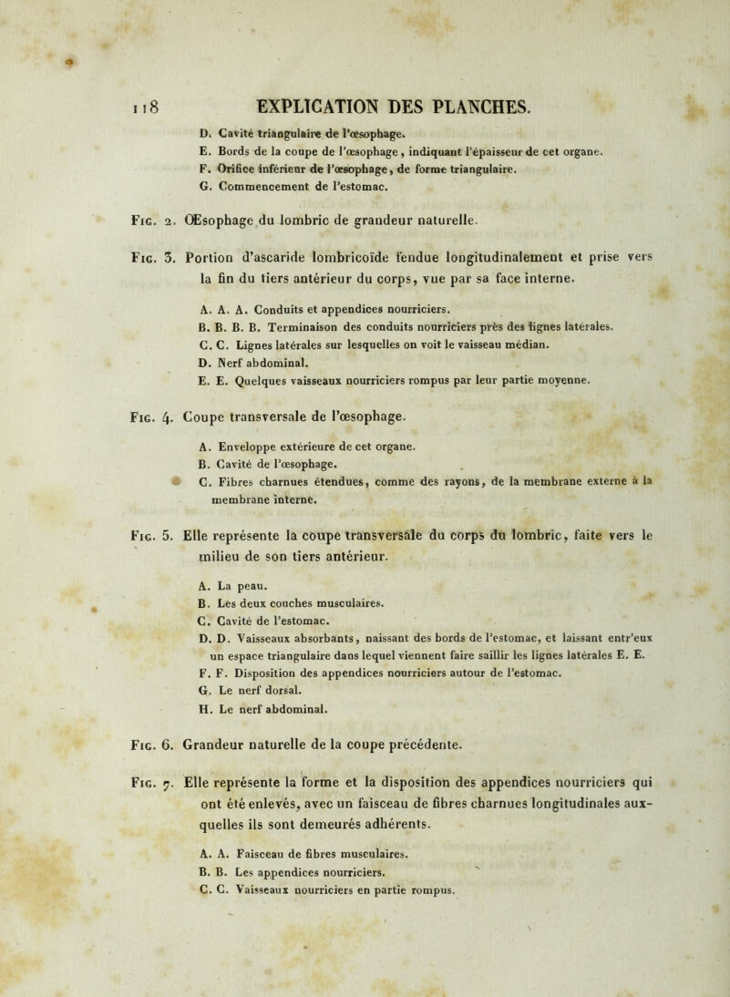 D. Cavité triangulaire de l’œsophage. E. Bords de la coupe de l’œsophage, indiquant l’épaisseur de cet organe. F. Orifice inférieur de l’œsophage, de forme triangulaire. G. Commencement de l’estomac. Fig. 2. Œsophage du lombric de grandeur naturelle. Fig. 3. Portion d’ascaride lombricoïde tendue longitudinalement et prise vers la fin du tiers antérieur du corps, vue par sa face interne. A. A. A. Conduits et appendices nourriciers. B. B. B. B. Terminaison des conduits nourriciers près des lignes latérales. C. C. Lignes latérales sur lesquelles on voit le vaisseau médian. D. Nerf abdominal. E. E. Quelques vaisseaux nourriciers rompus par leur partie moyenne. Fig. 4- Coupe transversale de l’œsophage. A. Enveloppe extérieure de cet organe. B. Cavité de l’œsophage. C. Fibres charnues étendues, comme des rayons, de la membrane externe à la membrane interne. Fig. 5. Elle représente la coupe transversale du corps du lombric, faite vers le milieu de son tiers antérieur. A. La peau. B. Les deux couches musculaires. C. Cavité de l’estomac. D. D. Vaisseaux absorbants, naissant des bords de l’estomac, et laissant entr’eux un espace triangulaire dans lequel viennent faire saillir les lignes latérales E. E. F. F. Disposition des appendices nourriciers autour de l’estomac. G. Le nerf dorsal. H. Le nerf abdominal. Fig. 6. Grandeur naturelle de la coupe précédente. Fig. 7. Elle représente la forme et la disposition des appendices nourriciers qui ont été enlevés, avec un faisceau de fibres charnues longitudinales aux- quelles ils sont demeurés adhérents. A. A. Faisceau de fibres musculaires. B. B. Les appendices nourriciers. C. C. Vaisseaux nourriciers en partie rompus.