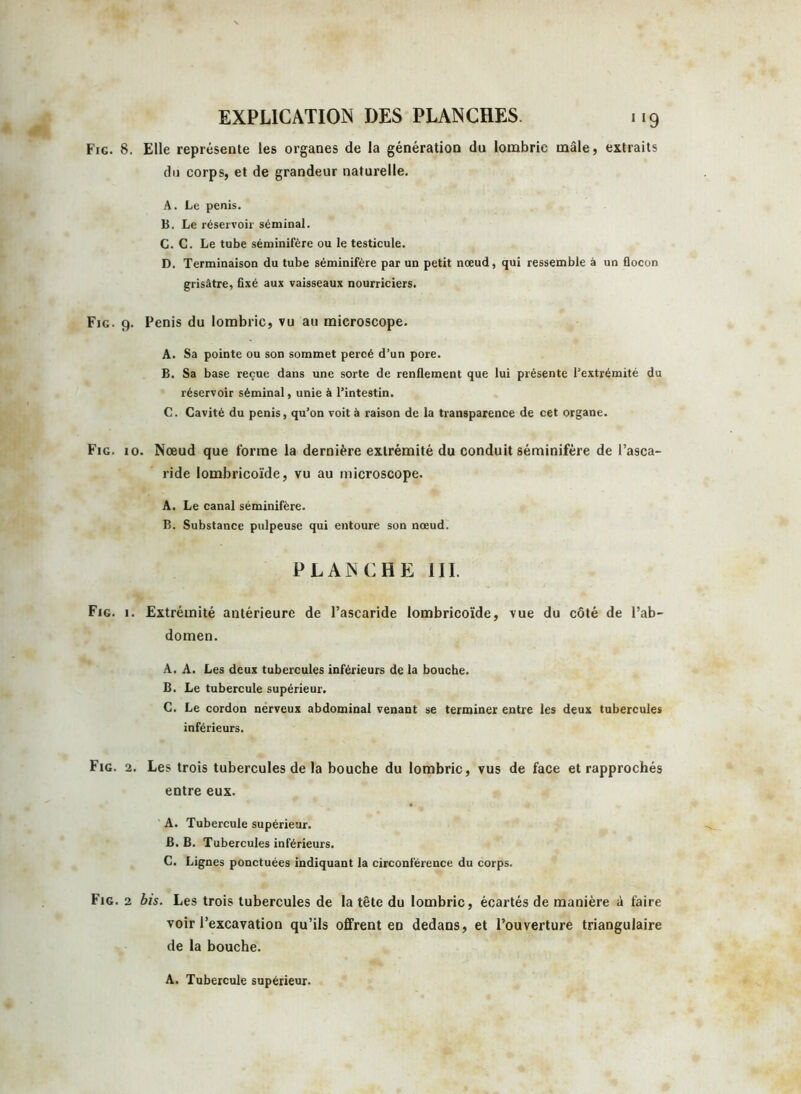 Fig. 8. Elle représente les organes de la génération du lombric mâle, extraits du corps, et de grandeur naturelle. A. Le pénis. B. Le réservoir séminal. C. C. Le tube séminifère ou le testicule. D. Terminaison du tube séminifère par un petit nœud, qui ressemble à un flocon grisâtre, fixé aux vaisseaux nourriciers. Fig. 9. Pénis du lombric, vu au microscope. A. Sa pointe ou son sommet percé d’un pore. B. Sa base reçue dans une sorte de renflement que lui présente l’extrémité du réservoir séminal, unie à l’intestin. C. Cavité du pénis, qu’on voit à raison de la transparence de cet organe. Fig. 10. Nœud que forme la dernière extrémité du conduit séminifère de l’asca- ride lombricoïde, vu au microscope. A. Le canal séminifère. B. Substance pulpeuse qui entoure son nœud. PLANCHE III. Fig. 1. Extrémité antérieure de l’ascaride lombricoïde, vue du côté de l’ab- domen. A. A. Les deux tubercules inférieurs de la bouche. B. Le tubercule supérieur. C. Le cordon nerveux abdominal venant se terminer entre les deux tubercules inférieurs. Fig. 2. Les trois tubercules de la bouche du lombric, vus de face et rapprochés entre eux. A. Tubercule supérieur. B. B. Tubercules inférieurs. C. Lignes ponctuées indiquant la circonférence du corps. Fig. 2 bis. Les trois tubercules de la tête du lombric, écartés de manière à faire voir l’excavation qu’ils offrent en dedans, et l’ouverture triangulaire de la bouche. A. Tubercule supérieur.