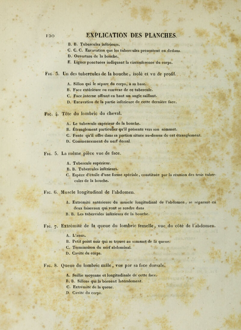Fig. Fig. Fig. 5 Fig. 6 Fig. 7 Fig. 8 EXPLICATION DES PLANCHES. B. B. Tubercules inférieurs. C. C. C. Excavation que les tubercules présentent en dedans. D. Ouverture de la bouche. E. Lignes ponctuées indiquant la circonférence du corps. >. Un des tubercules de la bouche, isolé et vu de profil. A. Sillon qui le sépare du corps, à sa base. B. Face extérieure ou convexe de ce tubercule. C. Face interne offrant en haut un angle saillant. D. Excavation de la partie inférieure de cette dernière face. . Tête du lombric du cheval. A. Le tubercule supérieur de la bouche. B. Étranglement particulier qu’il présente vers son sommet. C. Fente qu’il offre dans sa portion située au-dessus de cet étranglement. D. Commencement du nerf dorsal. . La même pièce vue de face. A. Tubercule supérieur. B. B. Tubercules inférieurs. C. Espèce d’étoile d’une forme spéciale, constituée par la réunion des trois tuber- cules de la bouche. . Muscle longitudinal de l’abdomen. A. Extrémité antérieure du muscle longitudinal de l’abdomen, se séparant en deux faisceaux qui vont se rendre dans B. B. Les tubercules inférieurs de la bouche. . Extrémité de la queue du lombric femelle, vue du côté de l'abdomen. A. L’anus. B. Petit point noir qui se trouve au sommet de la queue. C. Terminaison du nerf abdominal. D. Cavité du corps. . Queue du lombric mâle, vue par sa face dorsale. A. Saillie moyenne et longitudinale de cette face. B. B. Sillons qui la bornent latéralement. C. Extrémité de la queue. D. Cavité du corps.
