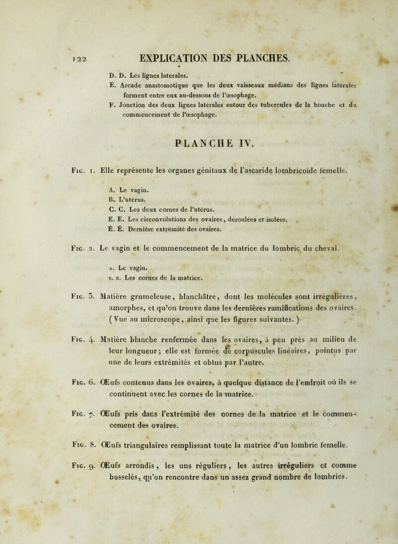 D. D. Les lignes latérales. E. Arcade anastomotique que les deux vaisseaux médians des lignes latérales forment entre eux au-dessous de l’œsophage. F. Jonction des deux lignes latérales autour des tubercules de la bouche et dti commencement de l’œsophage. PLANCHE IV. Fig. i. Elle représente les organes génitaux de L’ascaride lotnbricoïde femelle. A. Le vagin. B. L’utérus. C. C. Les deux cornes de l’utérus. E. E. Les circonvolutions des ovaires, déroulées et isolées. È. Ê. Dernière extrémité des ovaires. Fig- 2. Le vagin et le commencement de la matrice du lombric du cheval. a. Le vagin. e. b. Les cornes de la matrice. Fig. 5. Matière grumeleuse, blanchâtre, dont les molécules sont irrégulières, amorphes, et qu’on trouve dans les dernières ramifications des ovaires. (Vue au microscope, ainsi que les figures suivantes. ) Fjg. 4- Malière blanche renfermée dans les ovaires, à peu près au milieu de leur longueur ; elle est formée uè corpuscules linéaires, pointus par une de leurs extrémités et obtus par l’autre. Fig. 6. Œufs contenus dans les ovaires, à quelque distance de l’endroit oii ils se continuent avec les cornes de la matrice. Fig. 7. OEufs pris dans l’extrémité des cornes de la matrice et le commen- cement des ovaires. Fig. 8. OEufs triangulaires remplissant toute la matrice d’un lombric femelle. Fig. 9. OEufs arrondis, les uns réguliers, les autres irréguliers et comme bosselés, qu’on rencontre dans un assez grand nombre de lombrics.