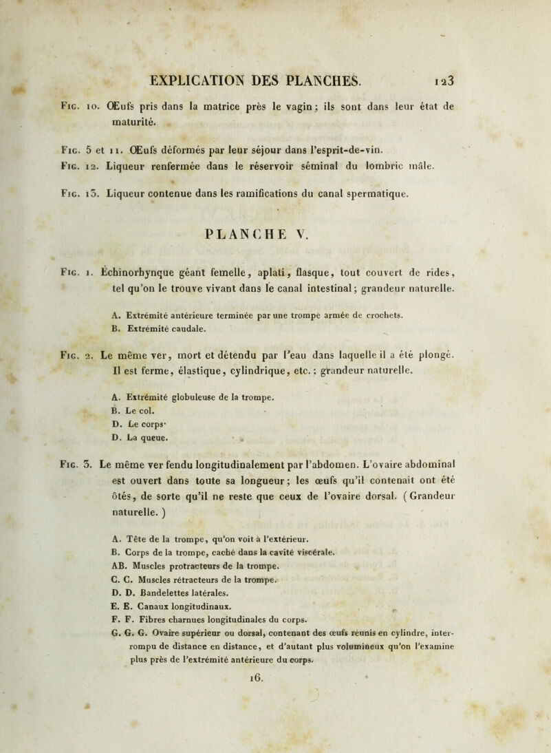 Fie. 10. Œufs pris dans la matrice près le vagin; ils sont dans leur état de maturité. Fig. 5 et n. Œufs déformés par leur séjour dans l’esprit-de-vin. Fig. 12. Liqueur renfermée dans le réservoir séminal du lombric mâle. Fig. i5. Liqueur contenue dans les ramifications du canal spermatique. PLANCHE V. Fig. i. Échinorhynque géant femelle, aplati, flasque, tout couvert de rides, tel qu’on le trouve vivant dans le canal intestinal; grandeur naturelle. A. Extrémité antérieure terminée par une trompe armée de crochets. B. Extrémité caudale. Fig. 2. Le même ver, mort et détendu par l’eau dans laquelle il a été plongé. Il est ferme, élastique, cylindrique, etc. : grandeur naturelle. A. Extrémité globuleuse de la trompe. B. Le col. D. Le corps1 D. La queue. Fig. 5. Le même ver fendu longitudinalement par l’abdomen. L’ovaire abdominal est ouvert dans toute sa longueur; les œufs qu’il contenait ont été ôtés, de sorte qu’il ne reste que ceux de l’ovaire dorsal. (Grandeur naturelle. ) A. Tête de la trompe, qu’on voit à l’extérieur. B. Corps de la trompe, caché dans la cavité viscérale. AB. Muscles protracteurs de la trompe. C. C. Muscles rétracteurs de la trompe. D. D. Bandelettes latérales. E. E. Canaux longitudinaux. F. F. Fibres charnues longitudinales du corps. G. G. G. Ovaire supérieur ou dorsal, contenant des œufs réunis en cylindre, inter- rompu de distance en distance, et d’autant plus volumineux qu’on l’examine plus près de l’extrémité antérieure du corps. l6.