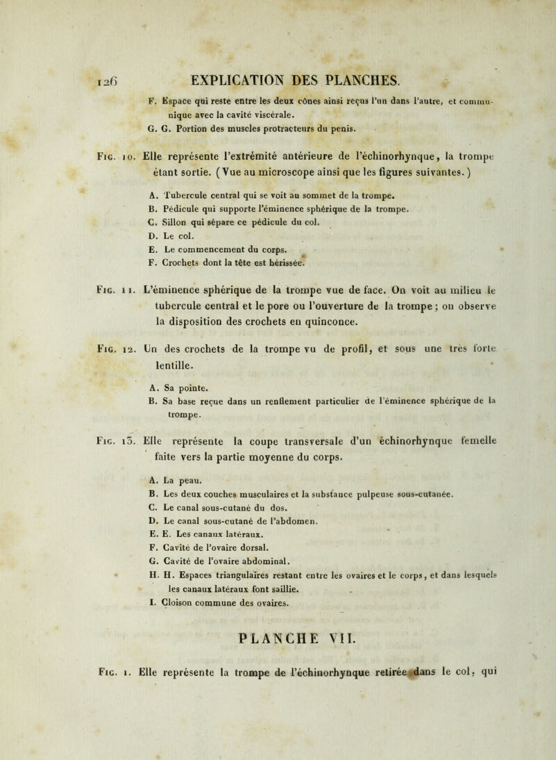 F. Espace qui reste entre les deux cônes ainsi reçus l’un dans l’autre, et commu- nique avec la cavité viscérale. G. G. Portion des muscles protracteurs du pénis. Fig. 10. Elle représente l’extrémité antérieure de l’échinorhynque, la trompe étant sortie. (Vue au microscope ainsi que les figures suivantes. ) A. Tubercule central qui se voit au sommet de la trompe. B. Pédicule qui supporte l’éminence sphérique de la trompe. C. Sillon qui sépare ce pédicule du col. D. Le col. E. Le commencement du corps. F. Crochets dont la tête est hérissée. Fig. i 1. L’éminence sphérique de la trompe vue de face. On voit au milieu le tubercule central et le pore ou l’ouverture de la trompe ; on observe la disposition des crochets en quinconce. Fig. 12. Un des crochets de la trompe vu de profil, et sous une très forte lentille. A. Sa pointe. B. Sa base reçue dans un renflement particulier de l'éminence sphérique de la trompe. Fig. i5. Elle représente la coupe transversale d’un échinorhynque femelle faite vers la partie moyenne du corps. A. La peau. B. Les deux couches musculaires et la substance pulpeuse sous-cutanée. C. Le canal sous-cutané du dos. D. Le canal sous-cutané de l’abdomen. E. E. Les canaux latéraux. F. Cavité de l’ovaire dorsal. G. Cavité de l’ovaire abdominal. H. H. Espaces triangulaires restant entre les ovaires et le corps, et dans lesquels les canaux latéraux font saillie. I. Cloison commune des ovaires. PLANCHE VIL Fig. i. Elle représente la trompe de l’échinorhynque retirée dans le col, qui