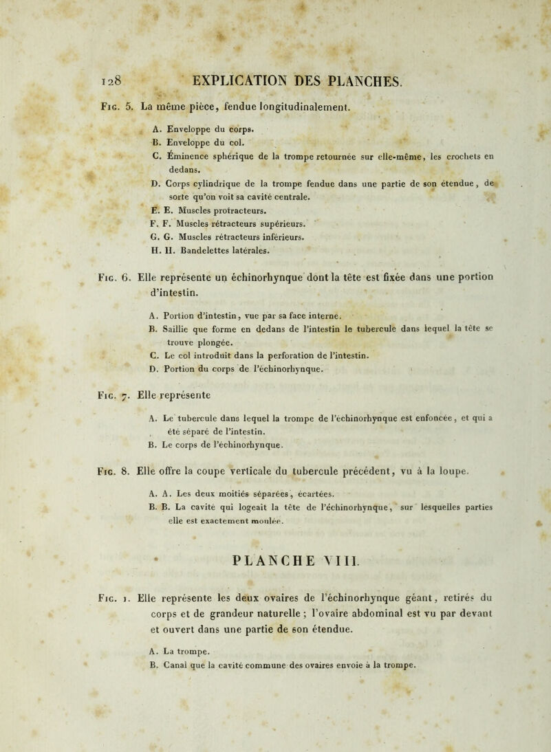 Fig. Fig. 6 Fig. 7 Fig. 8 Fig. i ). La même pièce, fendue longitudinalement. A. Enveloppe du corps. B. Enveloppe du col. C. Éminence sphérique de la trompe retournée sur elle-même, les crochets en dedans. D. Corps cylindrique de la trompe fendue dans une partie de son étendue, de sorte qu’on voit sa cavité centrale. E. E. Muscles protracteurs. F. F. Muscles rétracteurs supérieurs. G. G. Muscles rétracteurs inférieurs. H. H. Bandelettes latérales. . Elle représente un échinorhynque dont la tête est fixée dans une portion d’intestin. A. Portion d’intestin, vue par sa face interne. B. Saillie que forme en dedans de l’intestin le tubercule dans lequel la tête se trouve plongée. C. Le col introduit dans la perforation de l’intestin. D. Portion du corps de l’échinorhynque. . Elle représente A. Le tubercule dans lequel la trompe de l’échinorhynque est enfoncée, et qui a été séparé de l’intestin. B. Le corps de l’échinorhynque. . Elle offre la coupe verticale du tubercule précédent, vu à la loupe. A. A. Les deux moitiés séparées, écartées. B. B. La cavité qui logeait la tête de l’échinorhynque, sur lesquelles parties elle est exactement moulée. PLANCHE VIII. . Elle représente les deux ovaires de l’échinorhynque géant, retirés du corps et de grandeur naturelle ; l’ovaire abdominal est vu par devant et ouvert dans une partie de son étendue. A. La trompe. B. Canal que la cavité commune des ovaires envoie à la trompe.