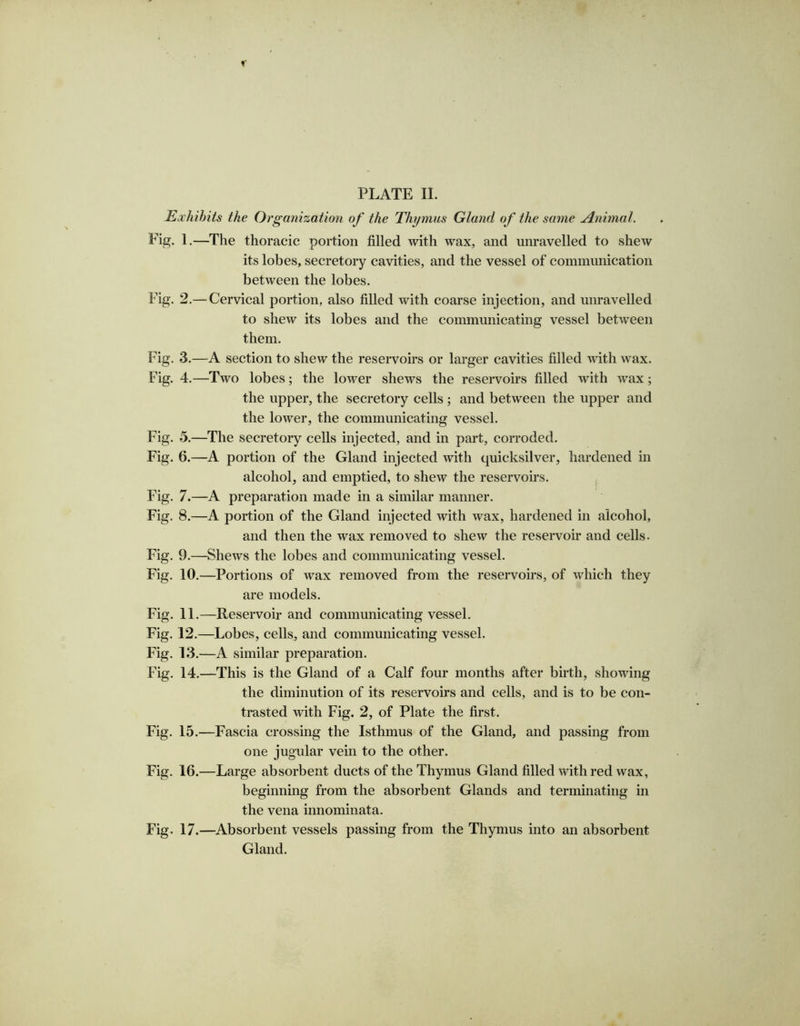 Exhibits the Organization of the Thymus Gland of the same Animal. Fig. 1.—The thoracic portion filled with wax, and unravelled to shew its lobes, secretory cavities, and the vessel of communication between the lobes. Fig. 2.— Cervical portion, also filled with coarse injection, and unravelled to shew its lobes and the communicating vessel between them. Fig. 3.—A section to shew the reservoirs or larger cavities filled with wax. Fig. 4.—Two lobes; the lower shews the reservoirs filled with wax; the upper, the secretory cells ; and between the upper and the lower, the communicating vessel. Fig. 5.—The secretory cells injected, and in part, corroded. Fig. 6.—A portion of the Gland injected with quicksilver, hardened in alcohol, and emptied, to shew the reservoirs. Fig. 7.—A preparation made in a similar manner. Fig. 8.—A portion of the Gland injected with wax, hardened in alcohol, and then the wax removed to shew the reservoir and cells. Fig. 9.—Shews the lobes and communicating vessel. Fig. 10.—Portions of wax removed from the reservoirs, of which they are models. Fig. 11.—Reservoir and communicating vessel. Fig. 12.—Lobes, cells, and communicating vessel. Fig. 13.—A similar preparation. Fig. 14.—This is the Gland of a Calf four months after birth, showing the diminution of its reservoirs and cells, and is to be con- trasted with Fig. 2, of Plate the first. Fig. 15.—Fascia crossing the Isthmus of the Gland, and passing from one jugular vein to the other. Fig. 16.—Large absorbent ducts of the Thymus Gland filled with red wax, beginning from the absorbent Glands and terminating in the vena innominata. Fig. 17 .—Absorbent vessels passing from the Thymus into an absorbent Gland.