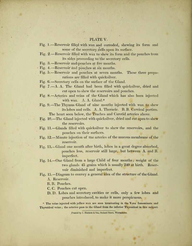 I PLATE Y. Fig. 1.—Reservoir filled with wax and corroded, shewing its form and some of the secretory cells upon its surface. Fig. 2.—Reservoir filled with wax to shew its form and the pouches from its sides proceeding to the secretory cells. Fig. 3.—Reservoir and. pouches at five months. < Fig. 4.—Reservoir and pouches at six months. Fig. 5.—Reservoir and pouches at seven months. These three prepa- rations are filled with quicksilver. Fig. 6.—Secretory cells on the surface of the Gland. Fig. 7.—A. A. The Gland had been filled with quicksilver, dried and cut open to shew the reservoirs and pouches. Fig. 8.—Arteries and veins of the Gland which has also been injected with wax. A. A. Gland.* Fig. 9.—The Thymus Gland of nine months injected with wax to shew its lobes and cells. A. A. Thoracic. B. B. Cervical portion. The heart seen below, the Trachea and Carotid arteries above. Fig. 10.—The Gland injected with quicksilver, dried and cut open to shew the reservoirs. Fig. 11.—Glands filled with quicksilver to shew the reservoirs, and the pouches on their surfaces. Fig. 12.—Minute injection of the arteries of the mucous membrane of the reservoir. Fig. 13. —Gland one month after birth, lobes in a great degree absorbed, pouches less, reservoir still large, but between A. and B. imperfect. Fig. 14.—One Gland from a large Child of four months; weight of the two glands 45 grains which is usually 240 at birth. Reser- voir diminished and imperfect. Fig. 15.—Diagram to convey a general idea of the structure of the Gland. A. Reservoir. B. B. Pouches. C. C. Pouches cut open. D. D. Lobes and secretory cavities or cells, only a few lobes and pouches introduced, to make it more perspicuous. * The veins injected with yellotv wax are seen terminating- in the Vena Innominata and Thyroideal veins ; the arteries pass to the Gland from the inferior Thyroideal in this subject. Printed by J. Harrison & Son, Orchard Street, Westminster.