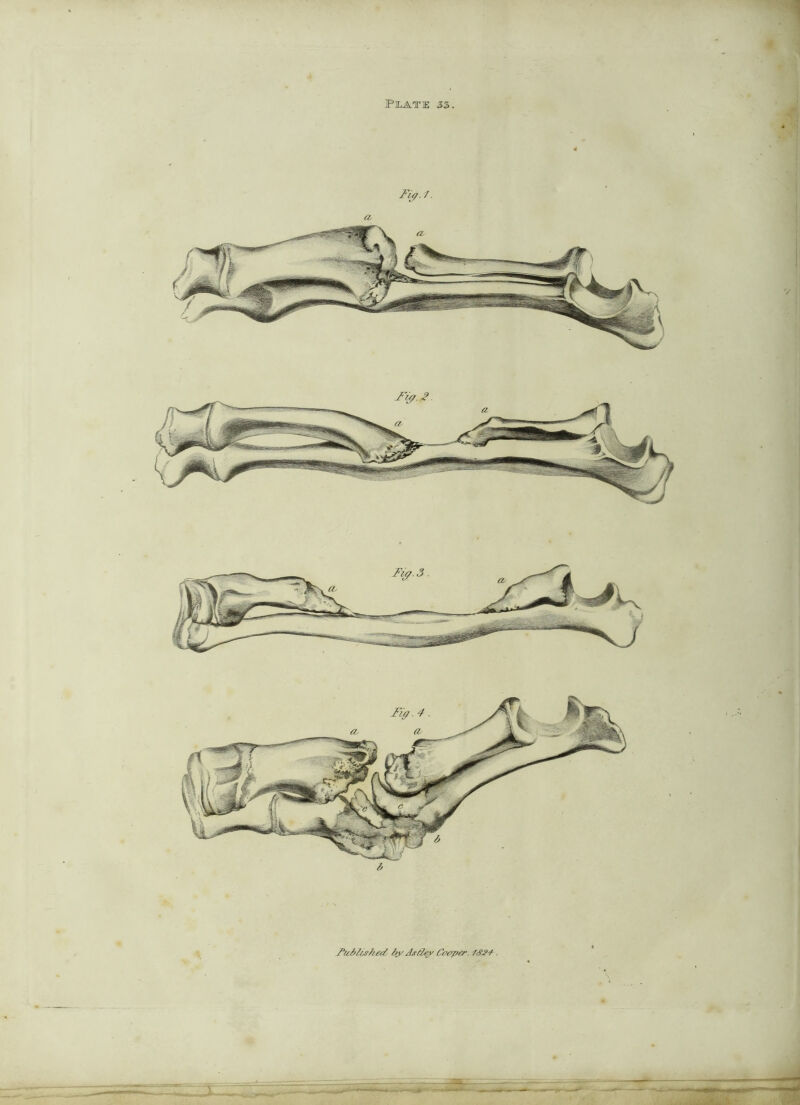 Pilate Fi^. /. a '/ /ildlisked Cooper. .